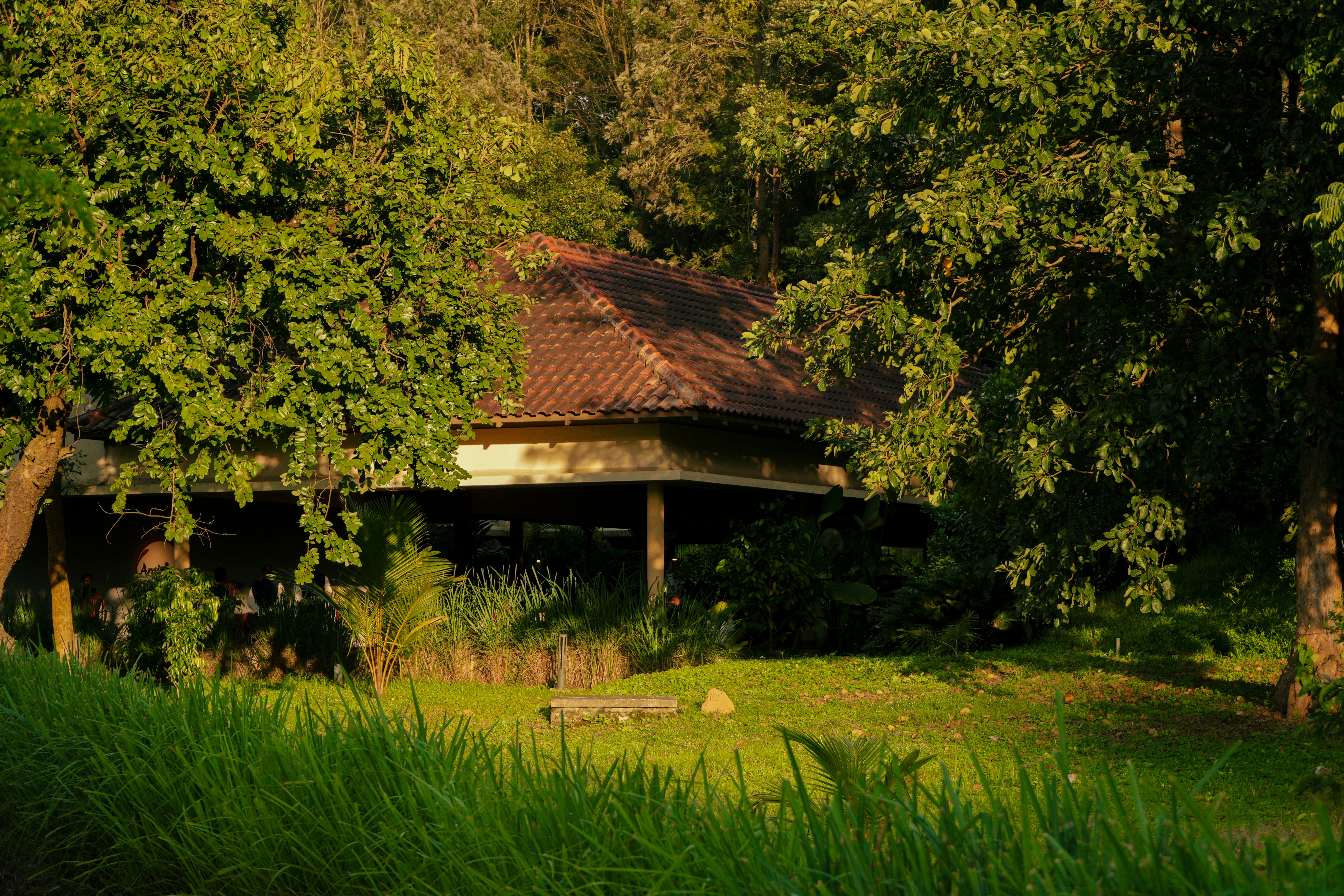A house with a tiled roof nestled among lush green trees and grass