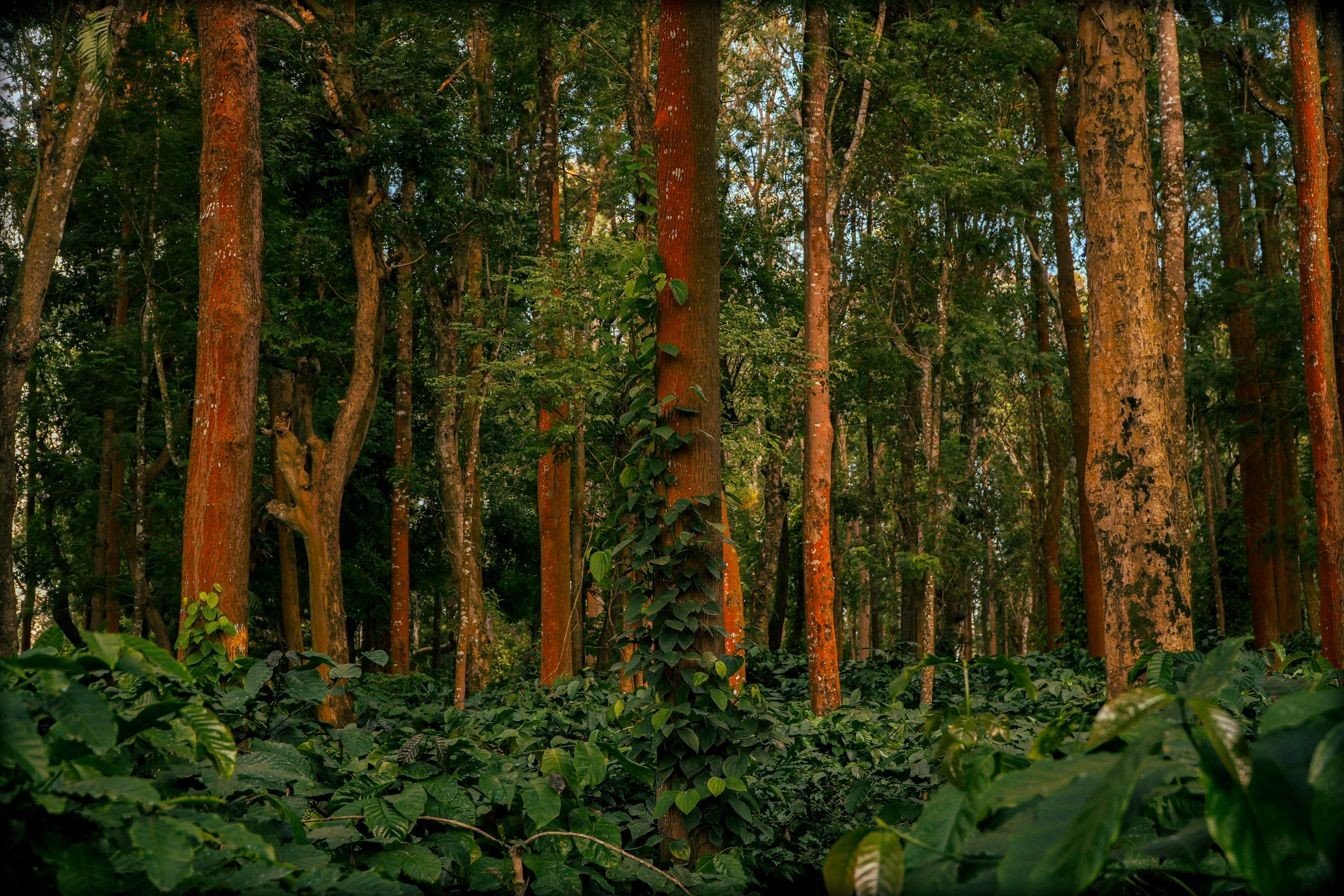 Tall trees with reddish bark and green vines in a dense forest