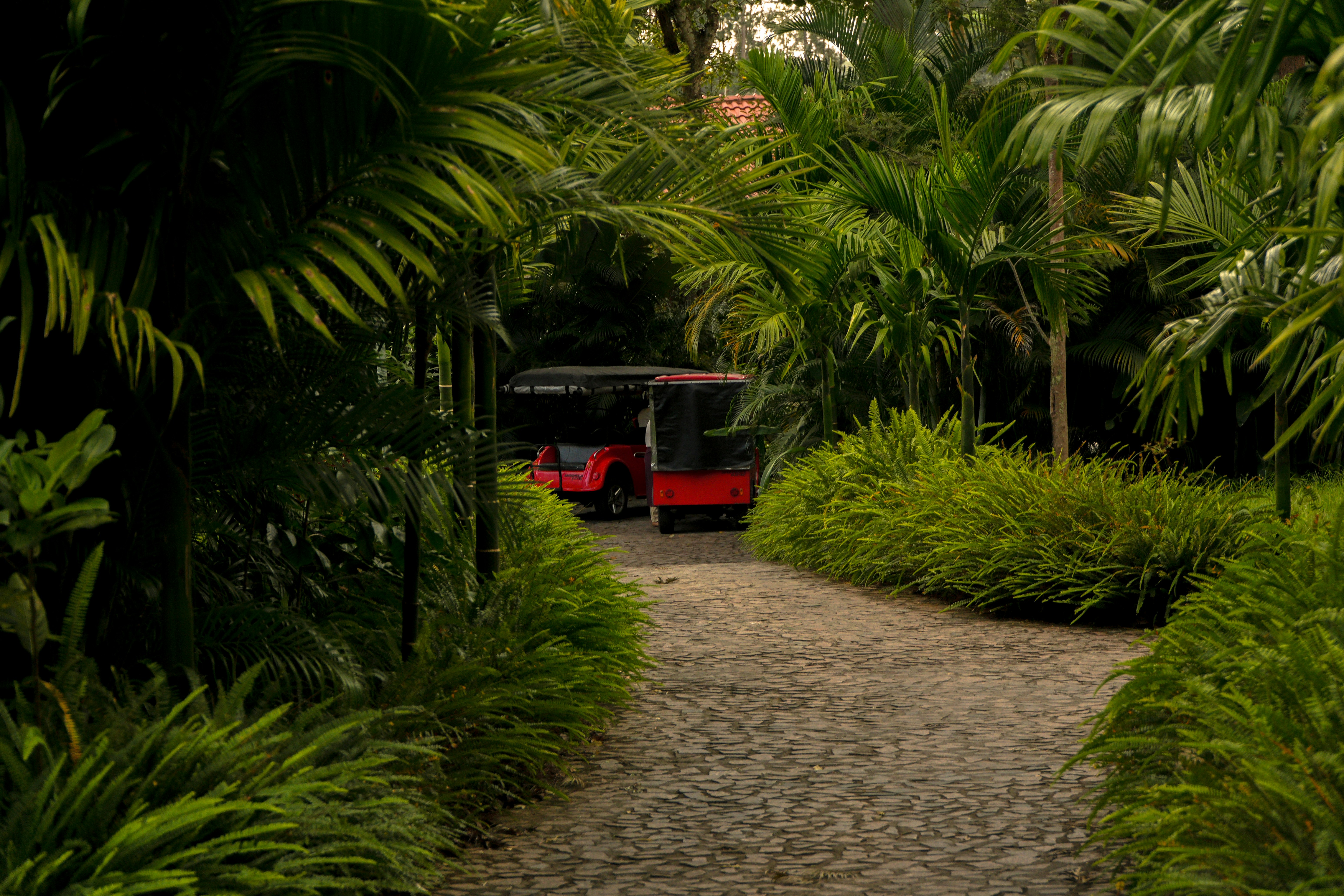 A red golf cart on a cobblestone path lined with lush tropical ferns