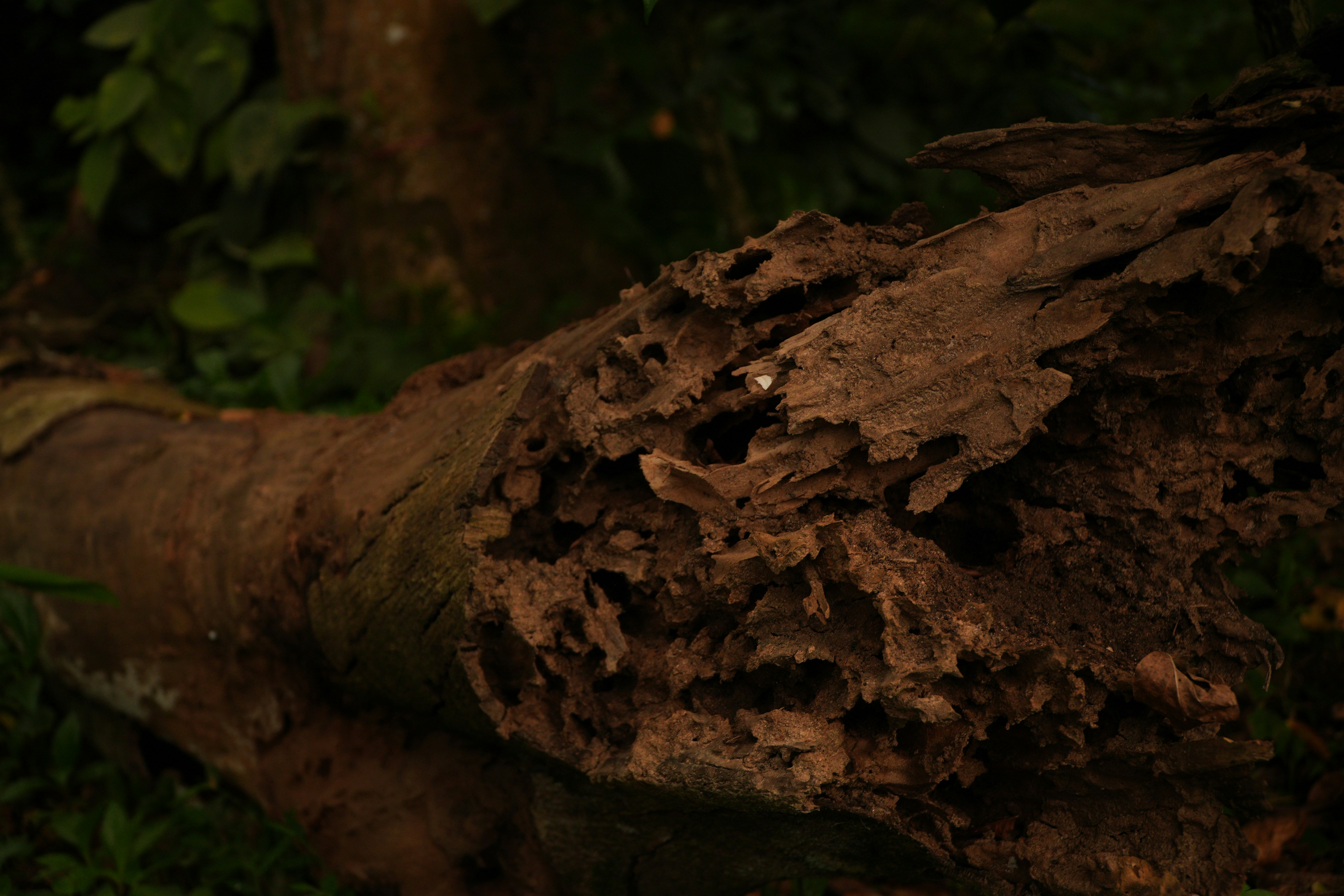 A decaying fallen tree trunk with a hollowed and textured surface in a forest