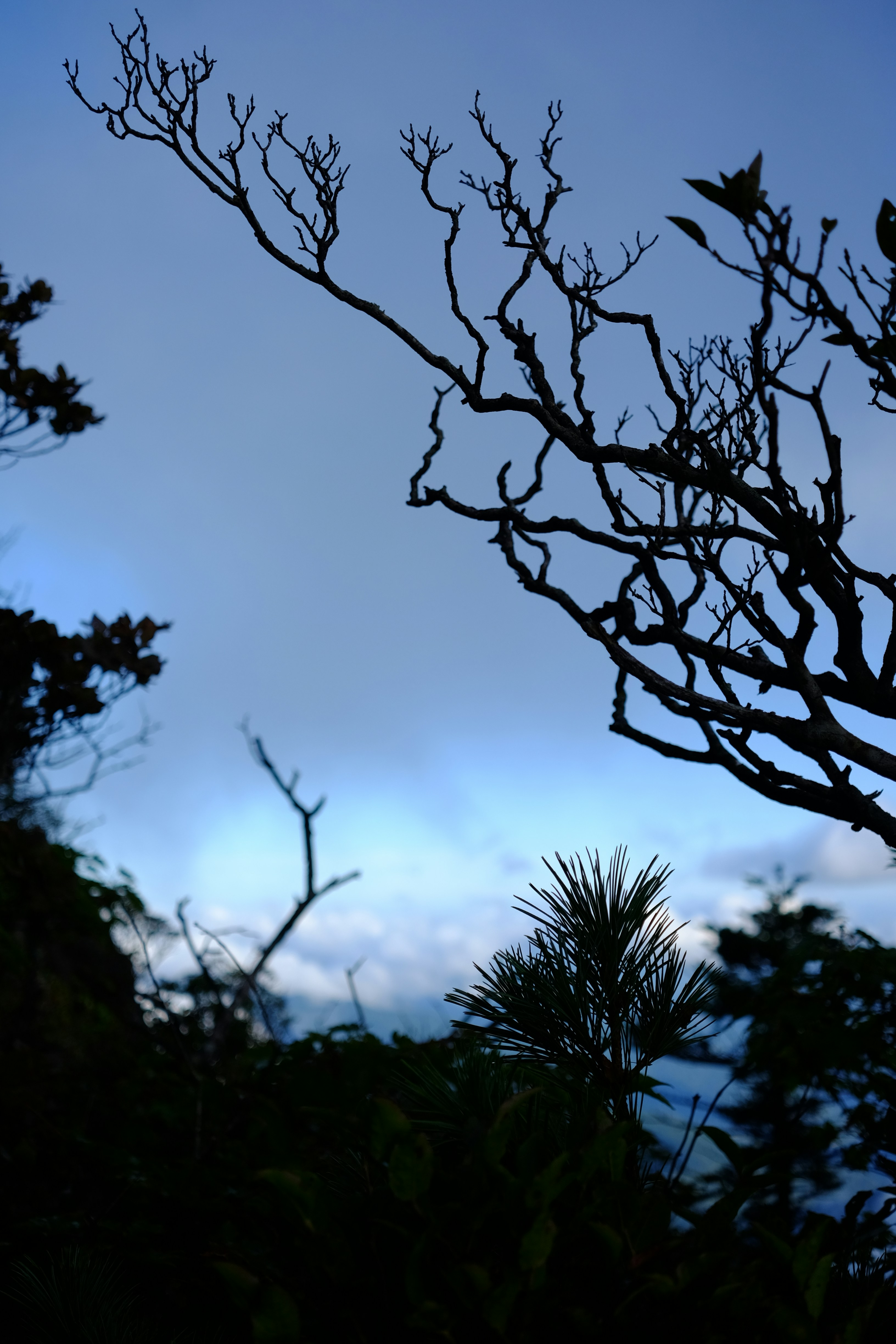 Ramas de árbol recortadas contra un cielo azul suave con nubes lejanas