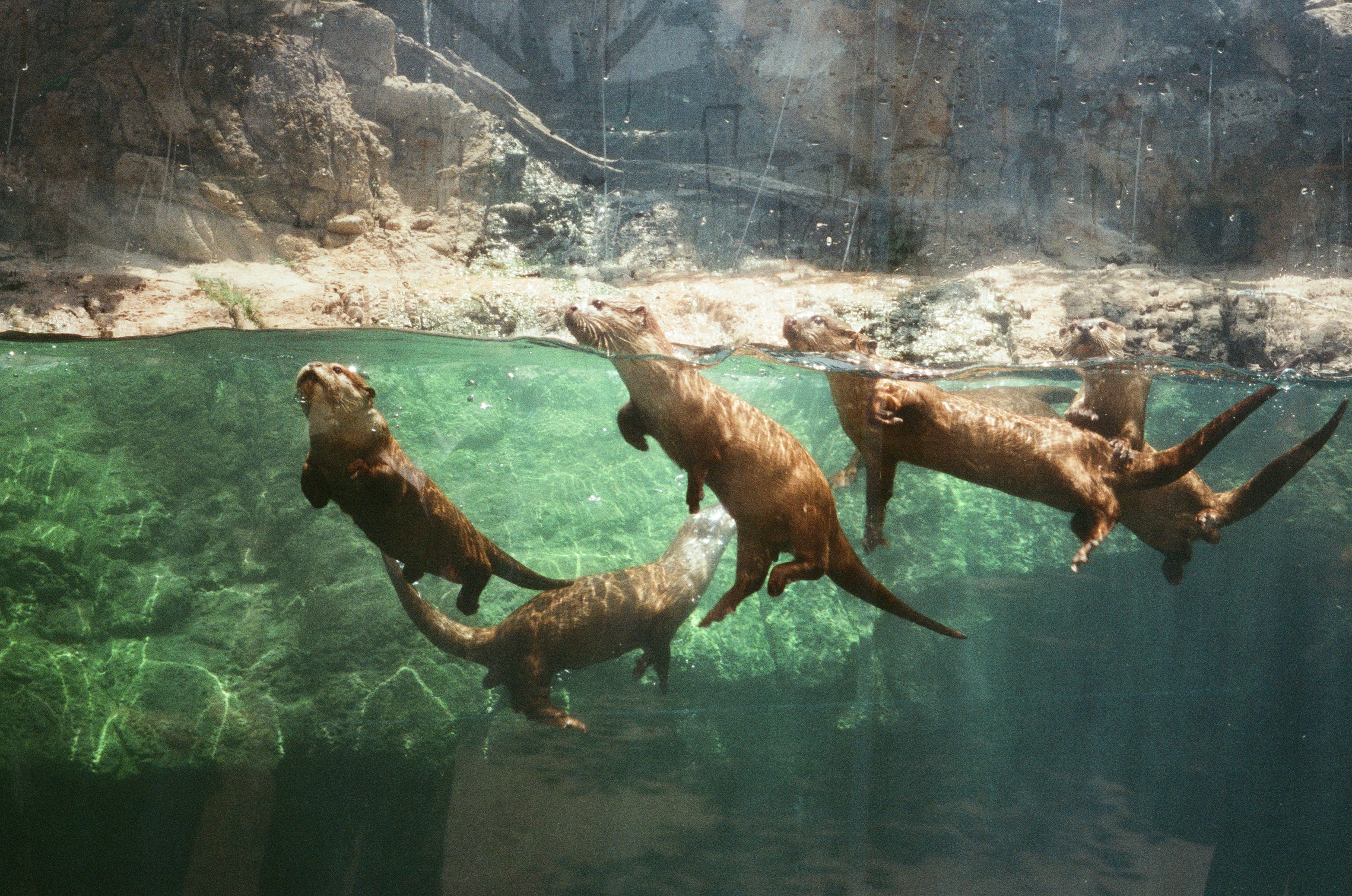 A group of otters swimming underwater in a rocky enclosure