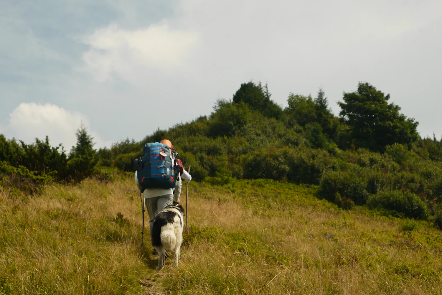 Walker and dog climbing a grass hill on a thin path, both carrying packs
