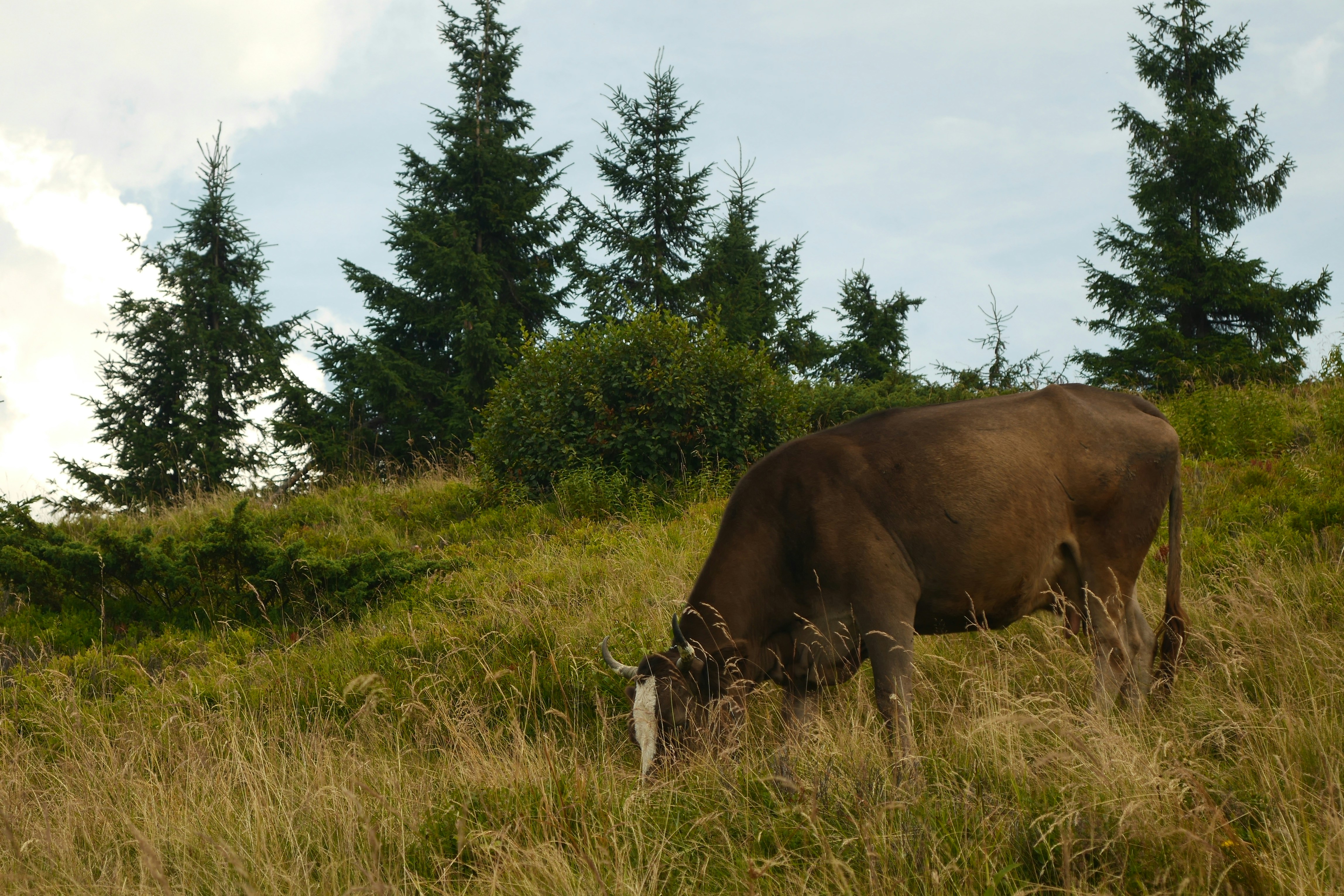 Una mucca bruna che pascola in un prato erboso di montagna con alti pini