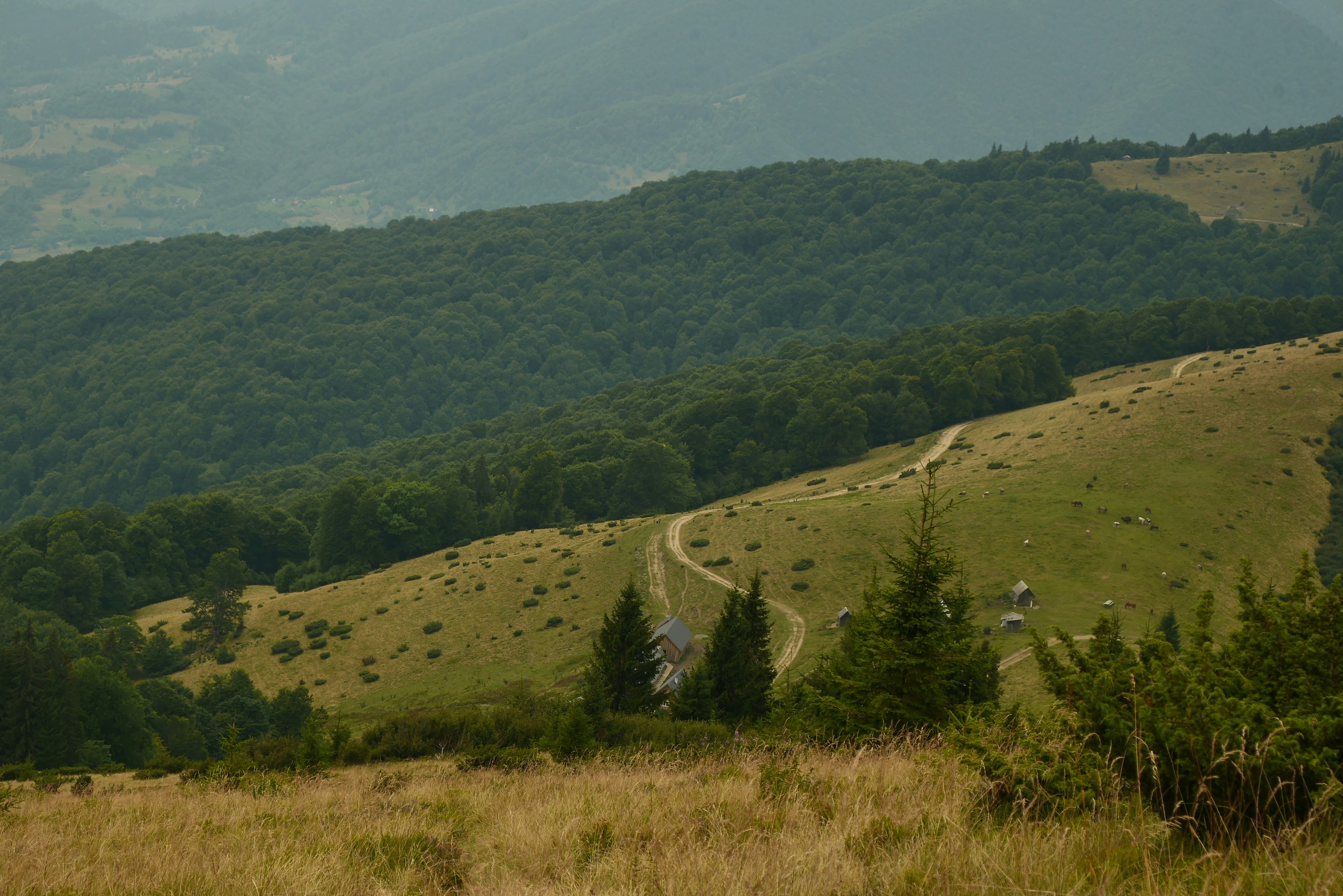 A dirt path winding through a grassy mountain slope with dense forest