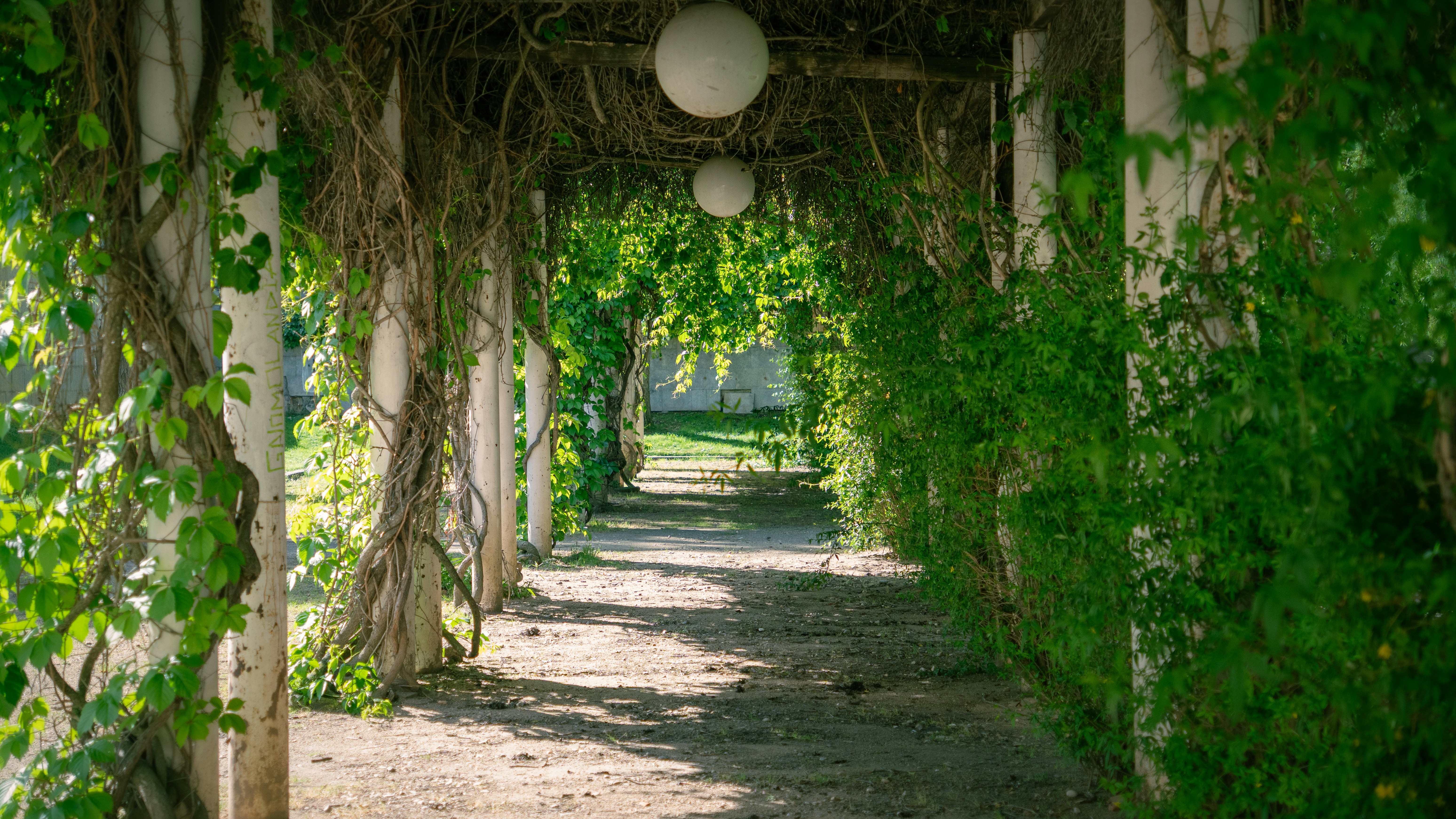 Vine-covered pergola walk