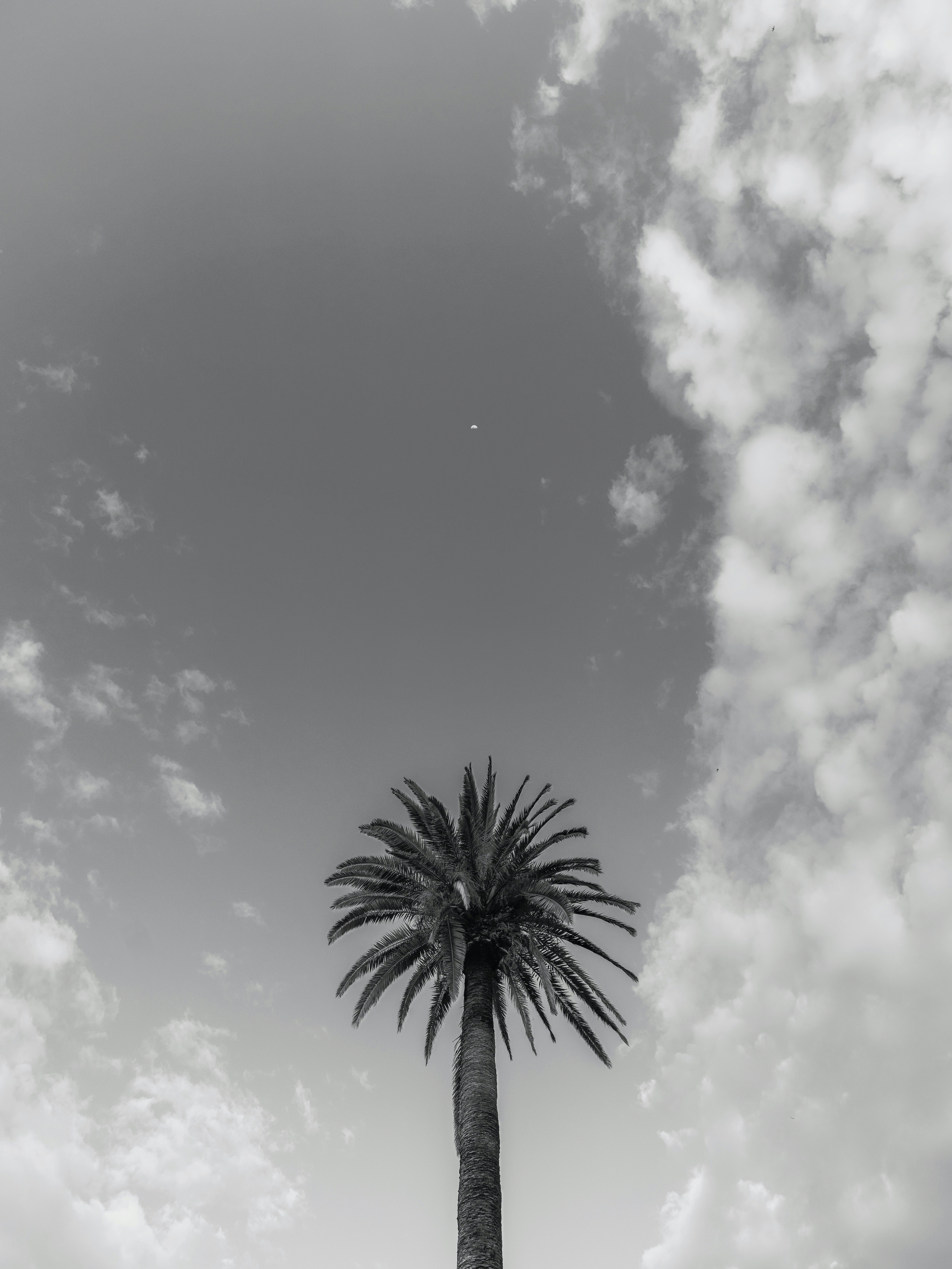A single palm tree against a cloudy sky in black and white