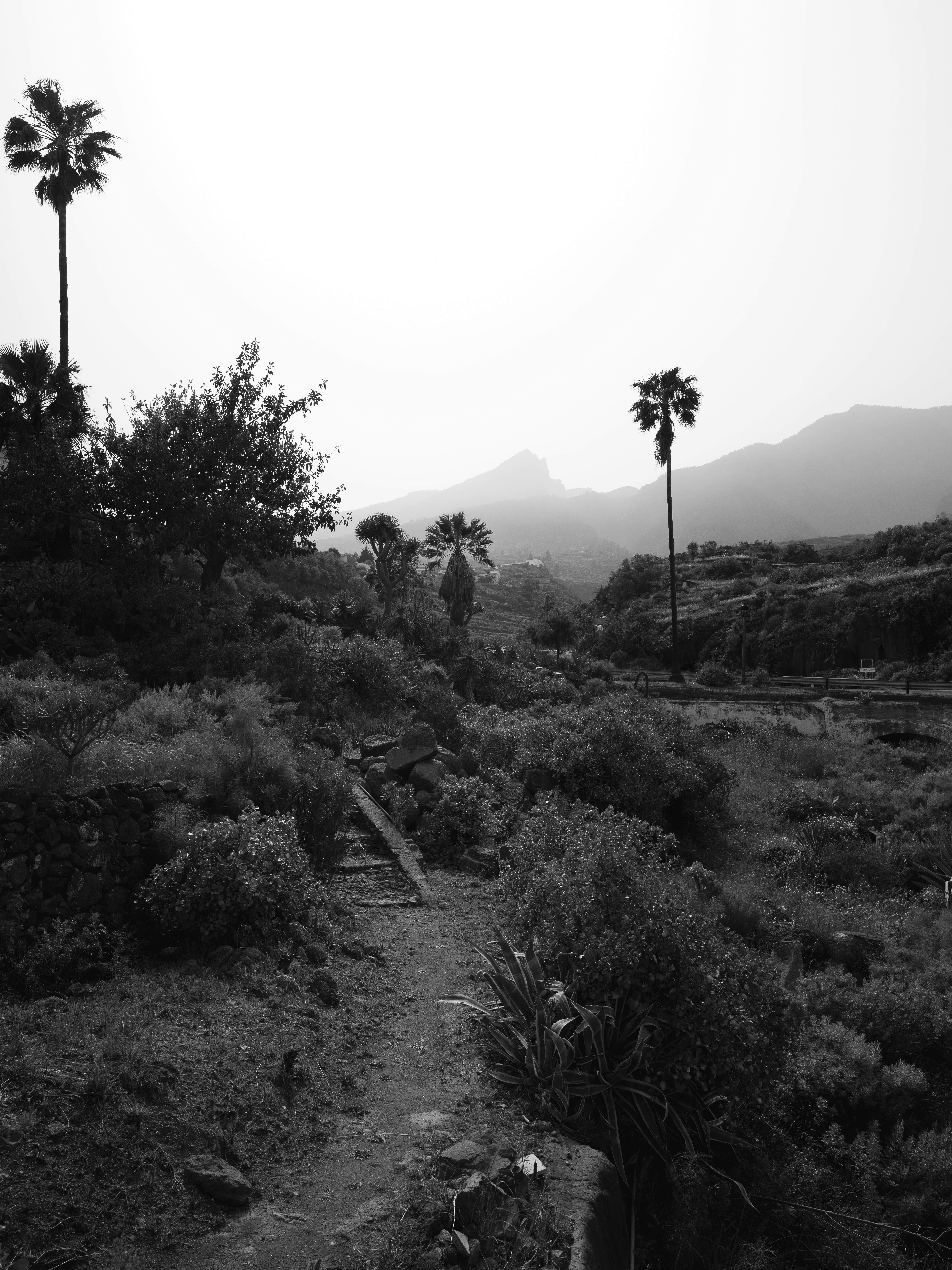 A black and white landscape with palm trees and distant misty mountains