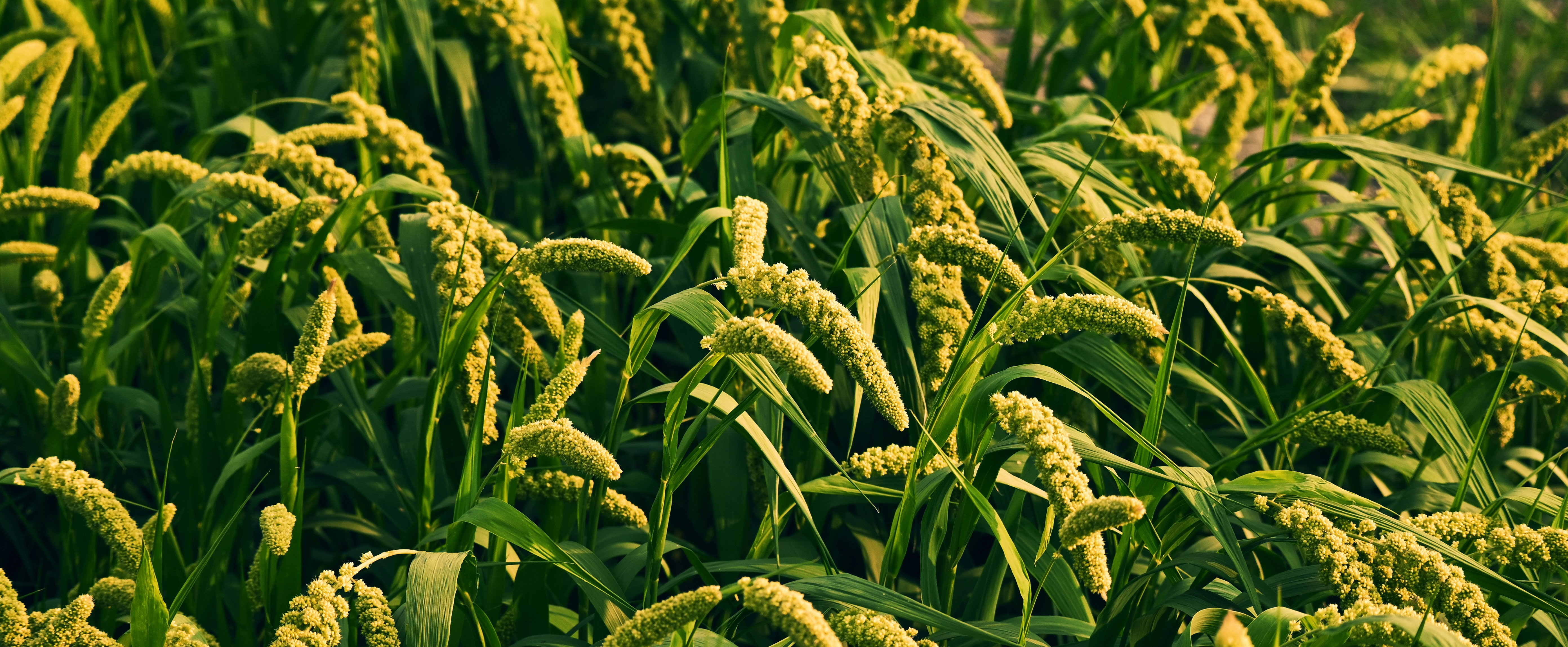Sprouted millet grains in a rustic bowl