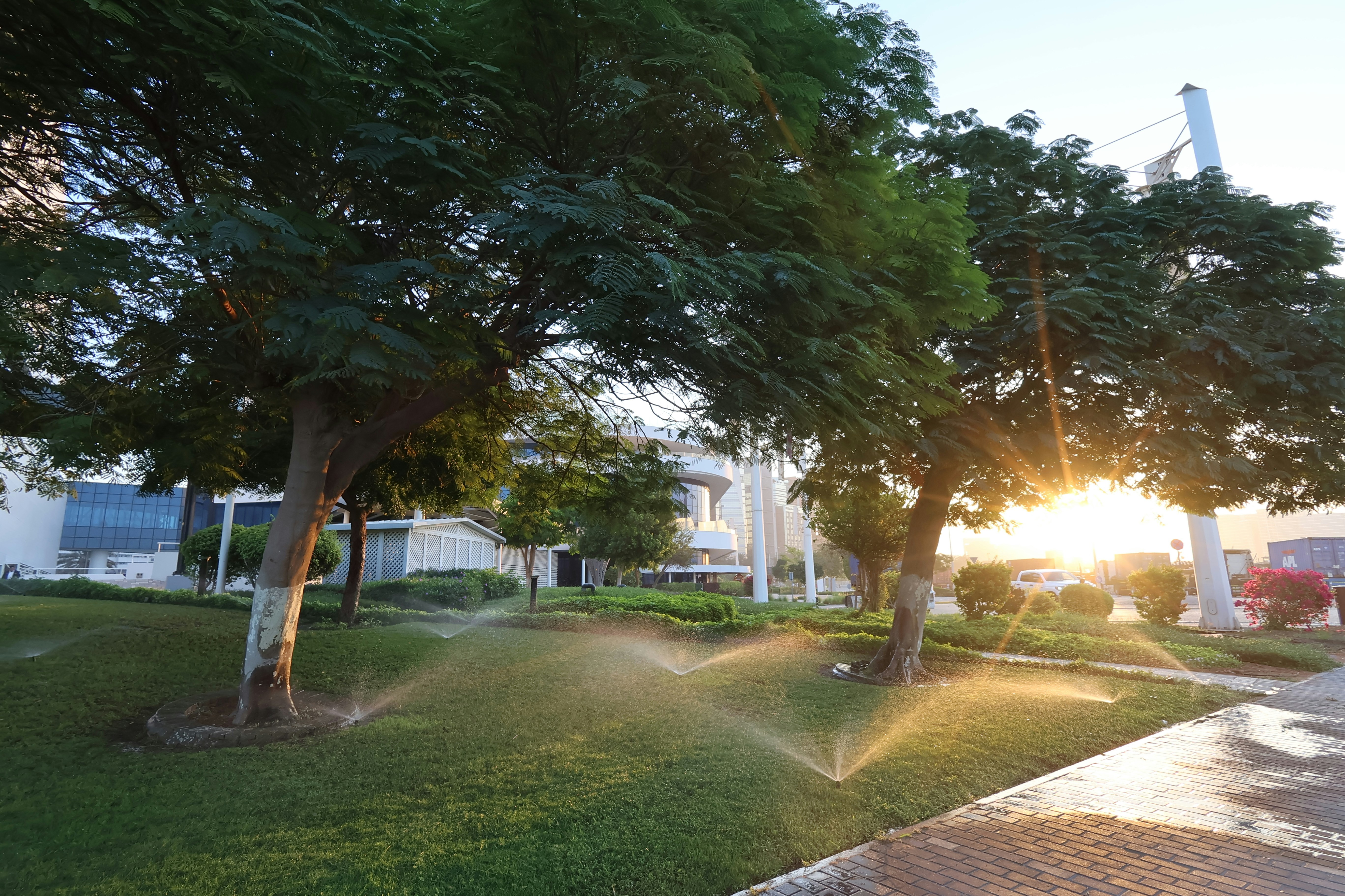 A line of pop up spray heads running at low sun on a mown lawn under two broad shade trees, with clipped hedges, a paved walk and office buildings behind