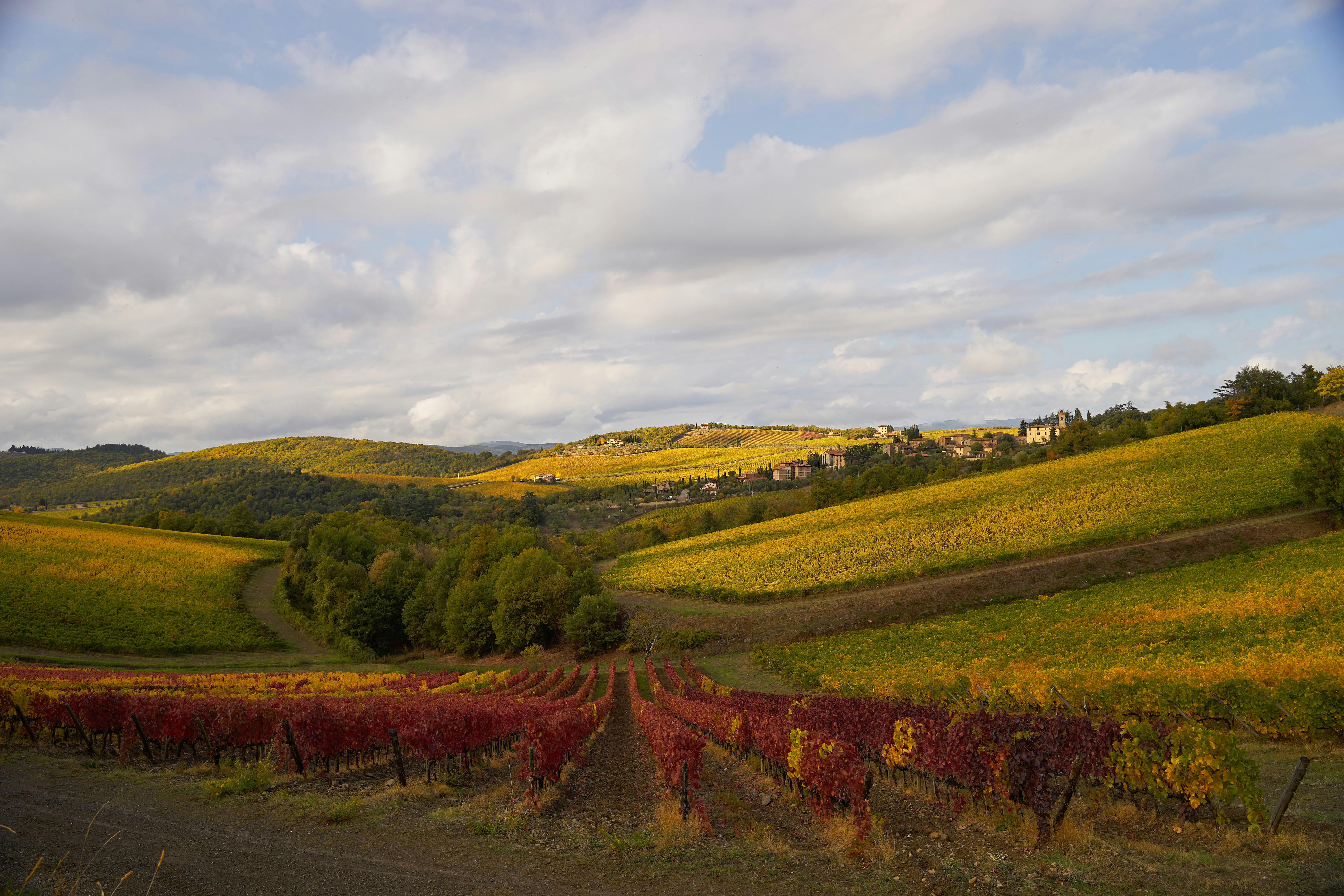 Rows of red and yellow grapevines in a rolling landscape under a cloudy sky