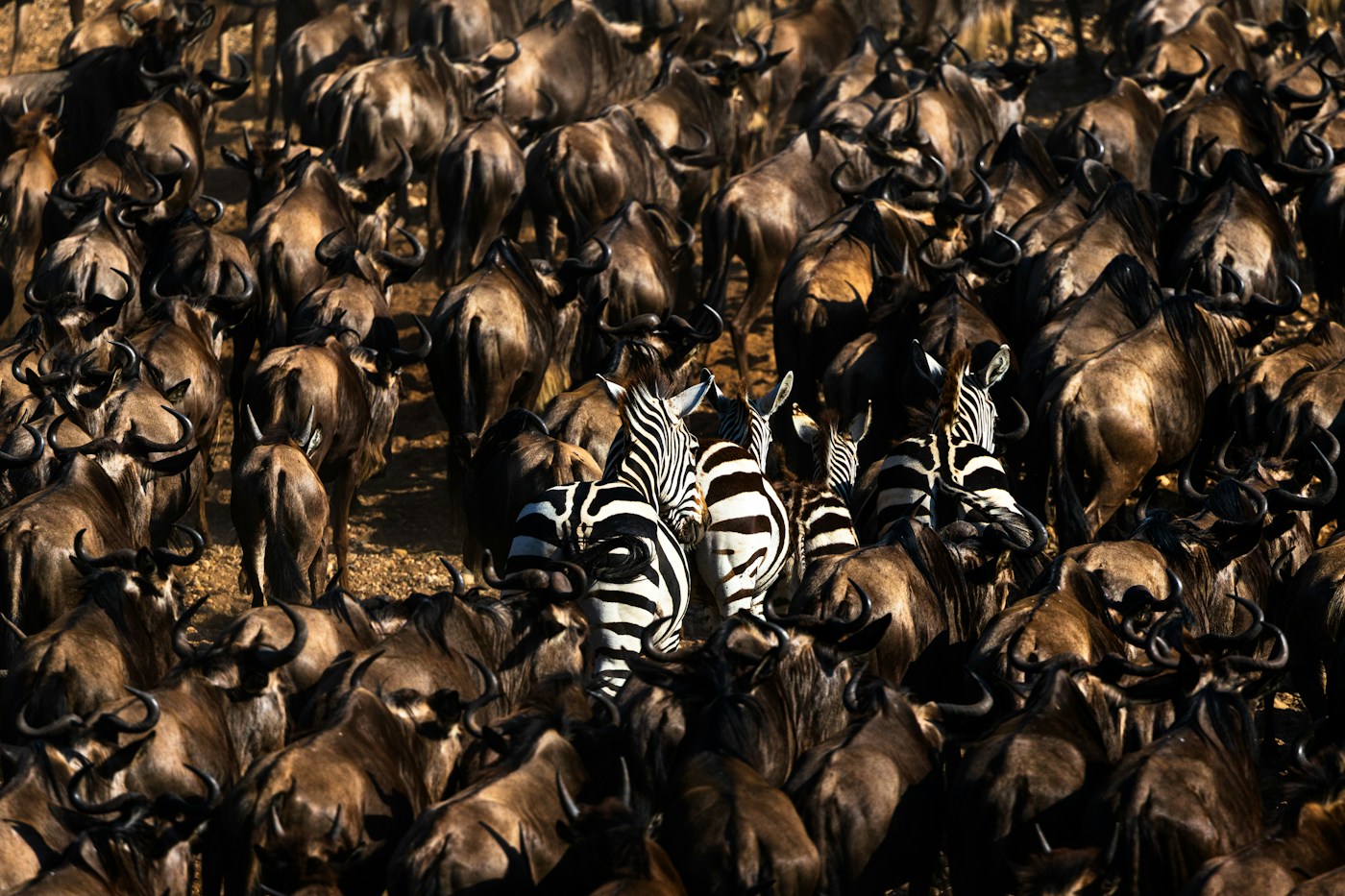 Zebra threading through a river of wildebeest