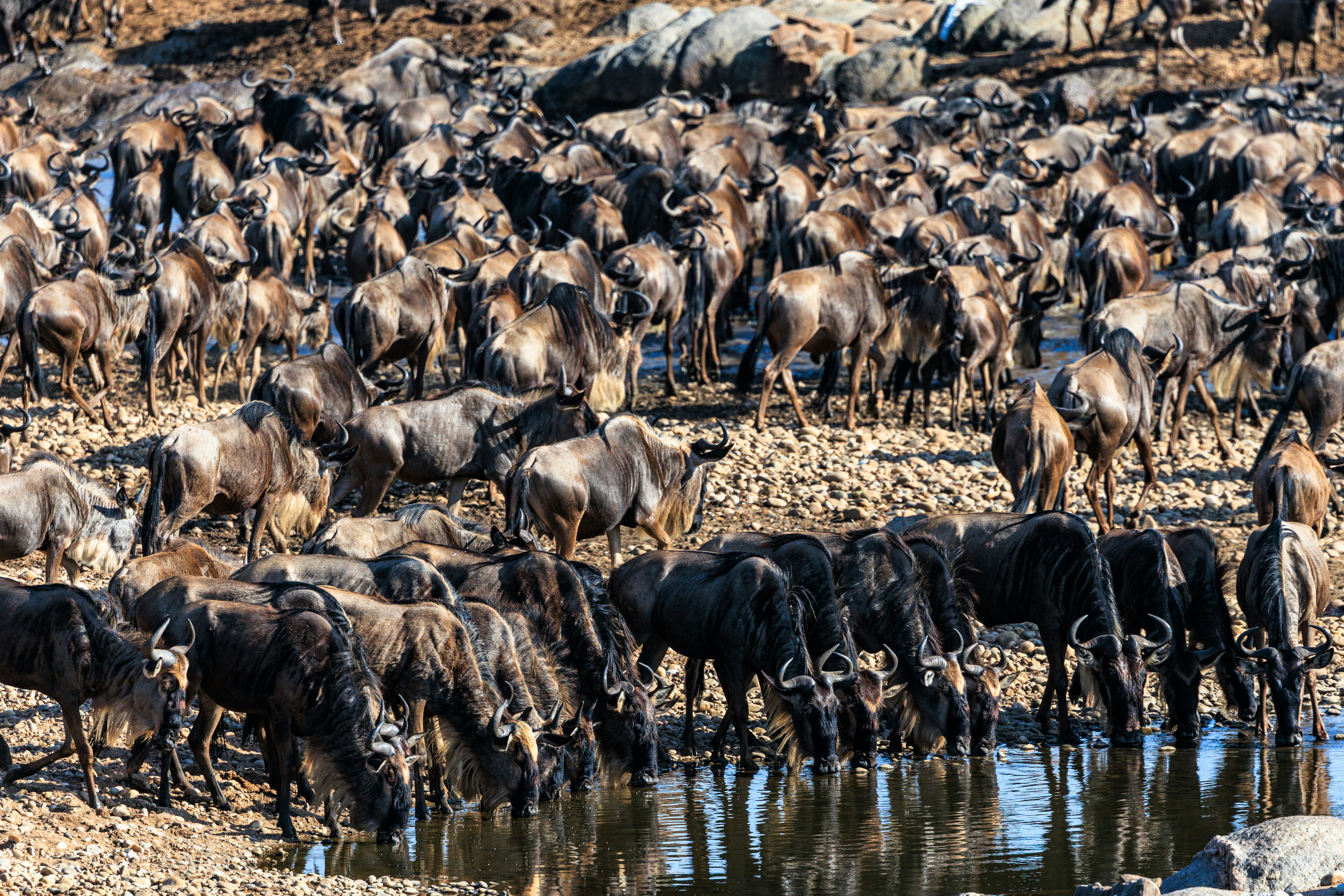 Un grande branco di gnu che beve da un fiume su una riva rocciosa