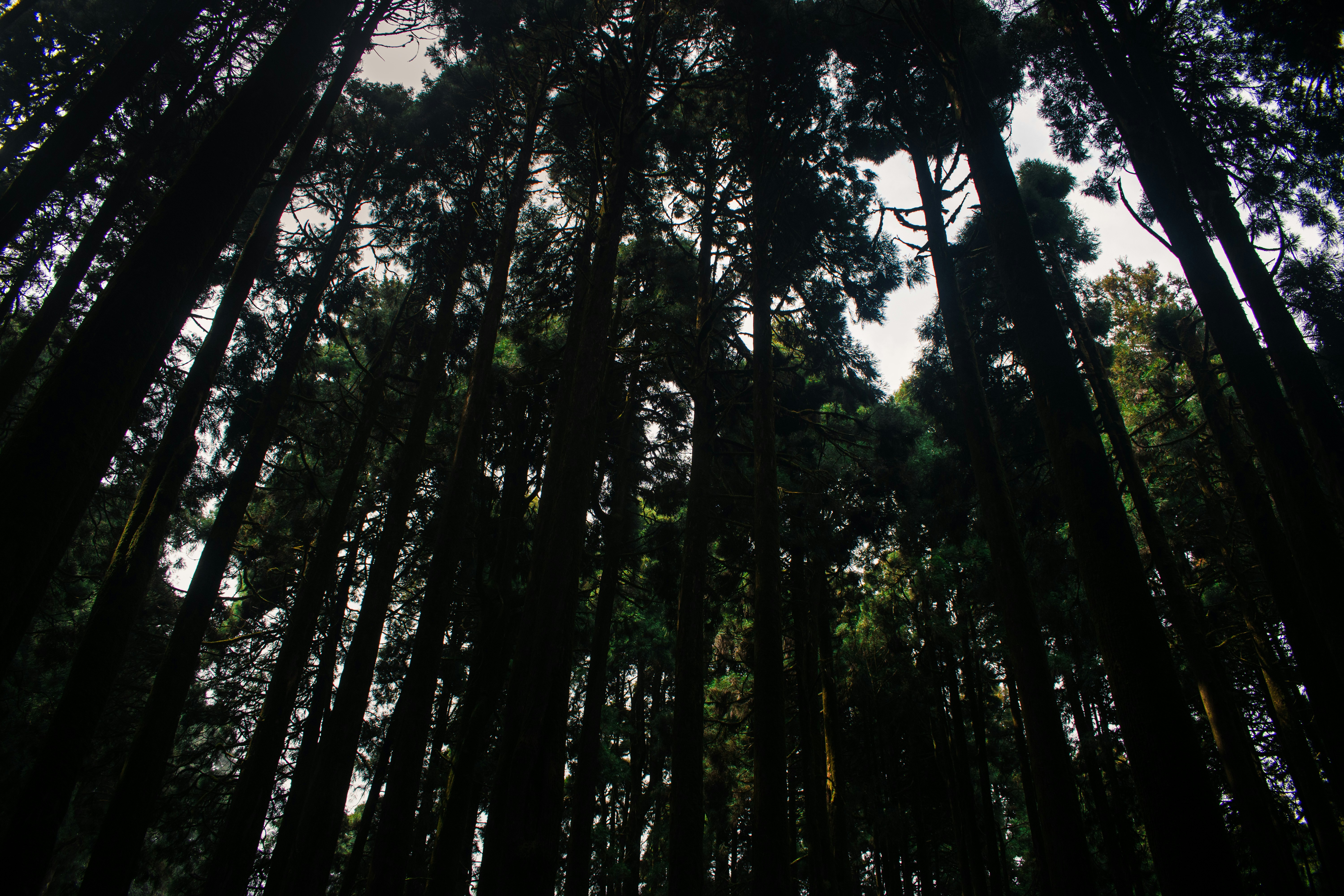 Tall dark evergreen trees reaching toward a bright sky in a dense forest