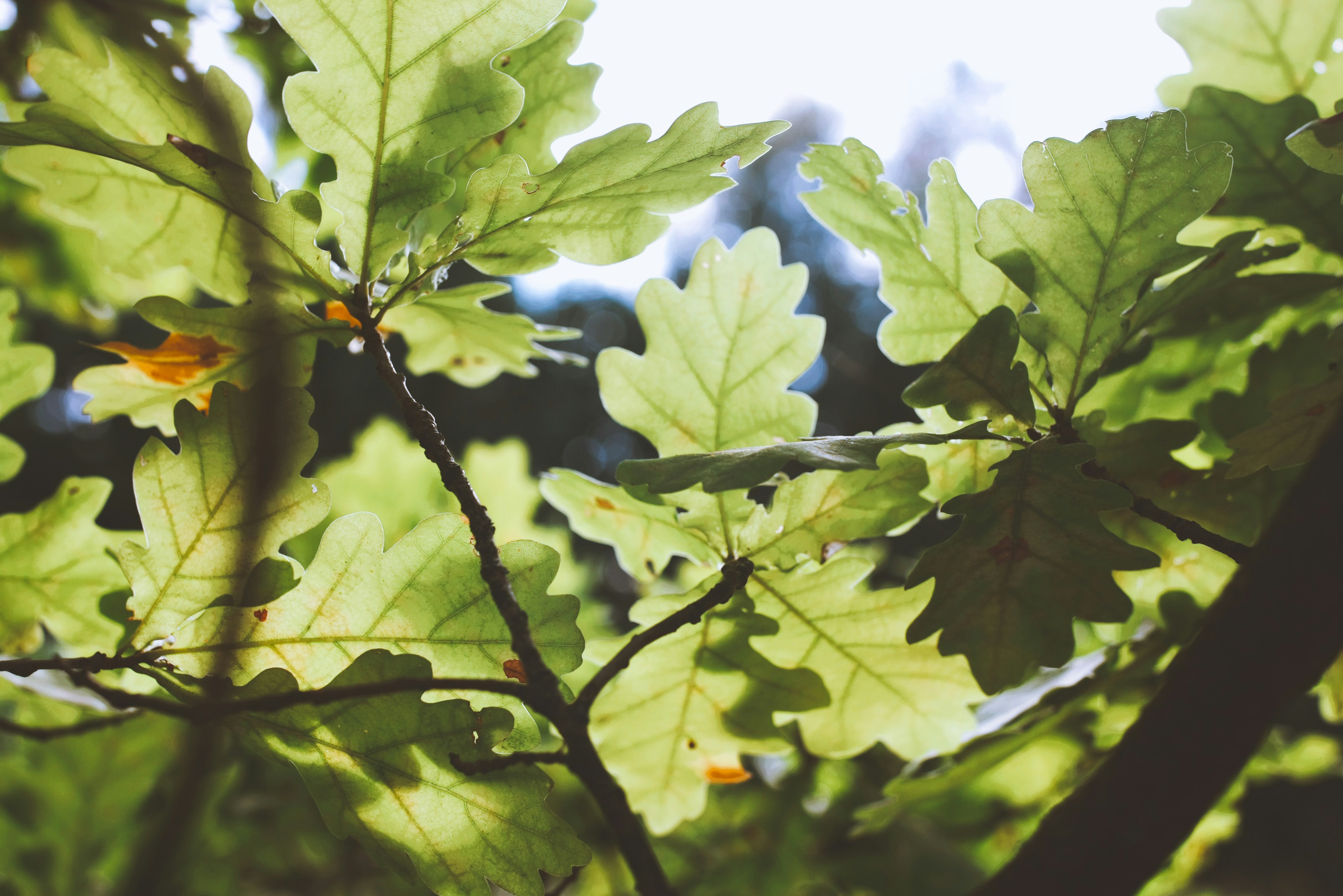 Sunlit Green Oak Leaves with Lobed Edges Against a