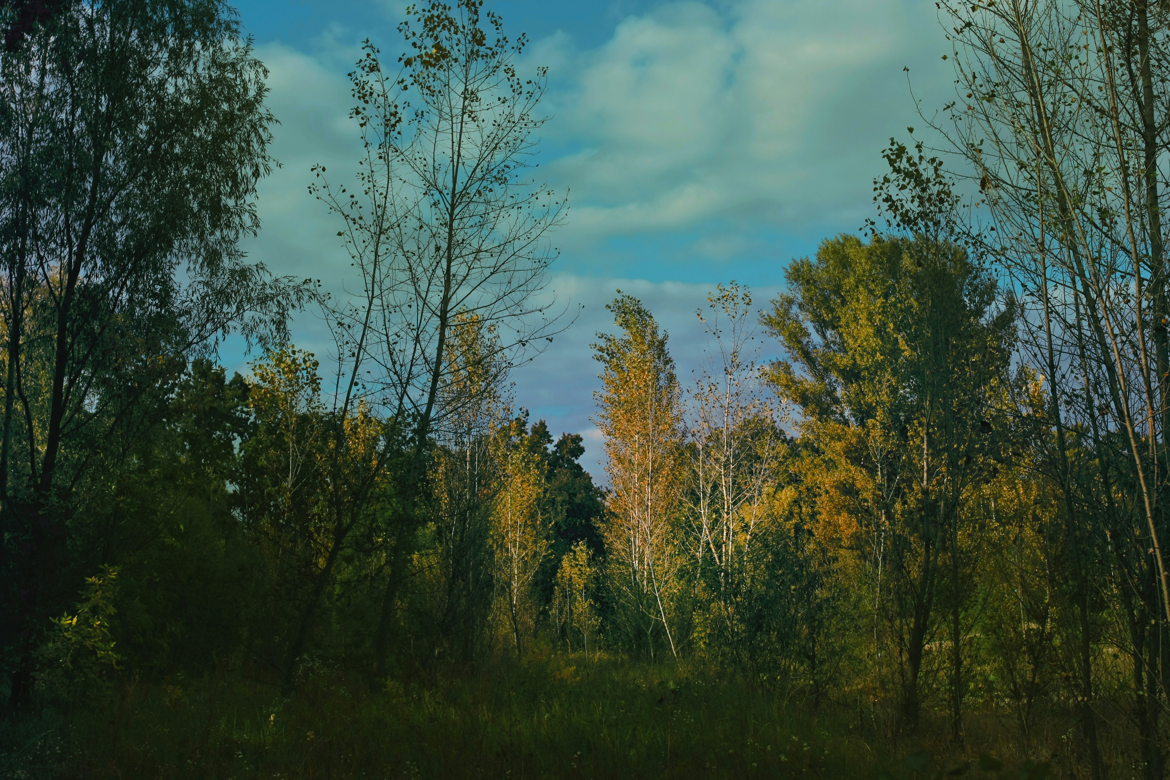 Tall Trees with Yellowing Autumn Leaves Under a Blue