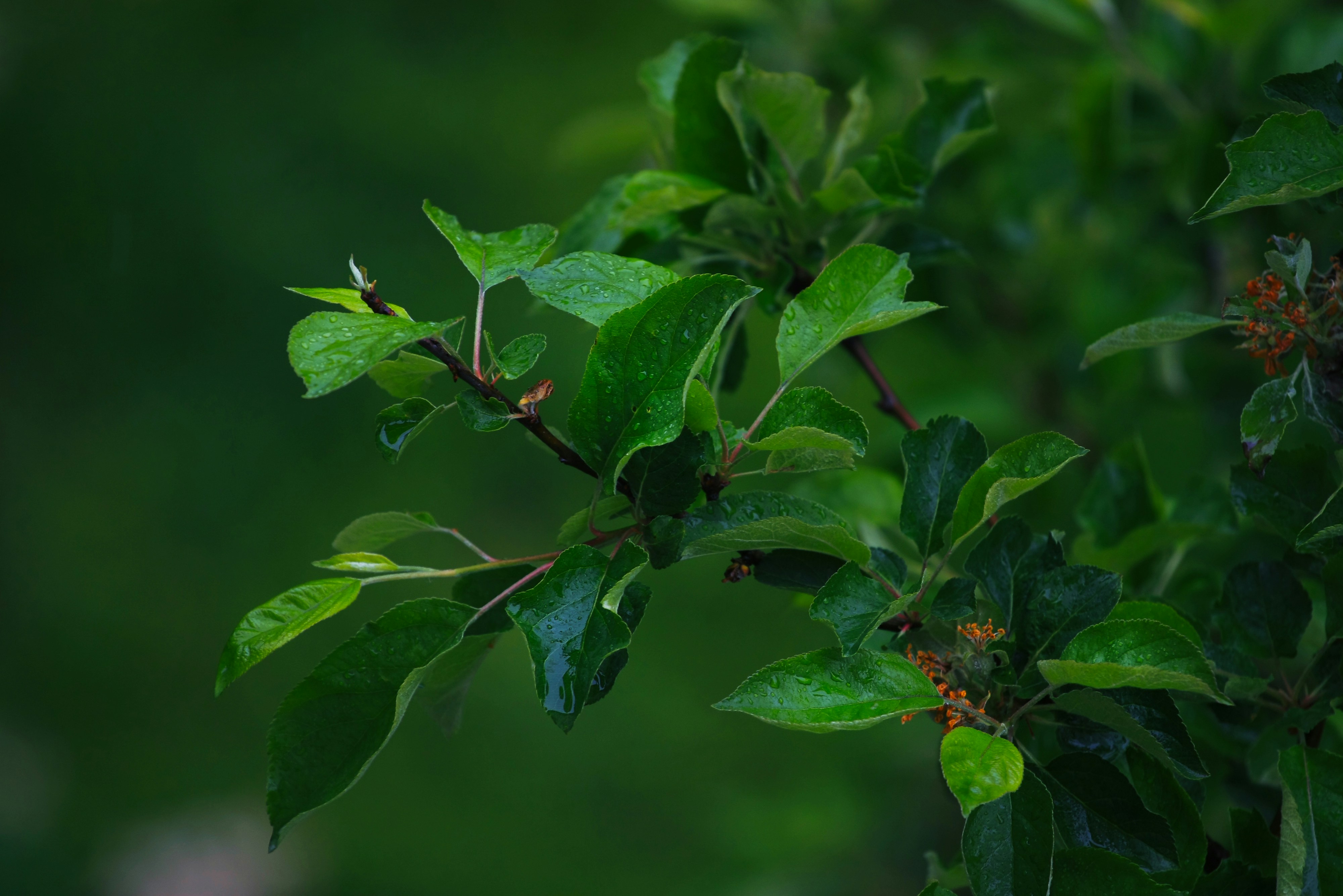 Dew Drops on Green Apple Tree Leaves with Small Orange