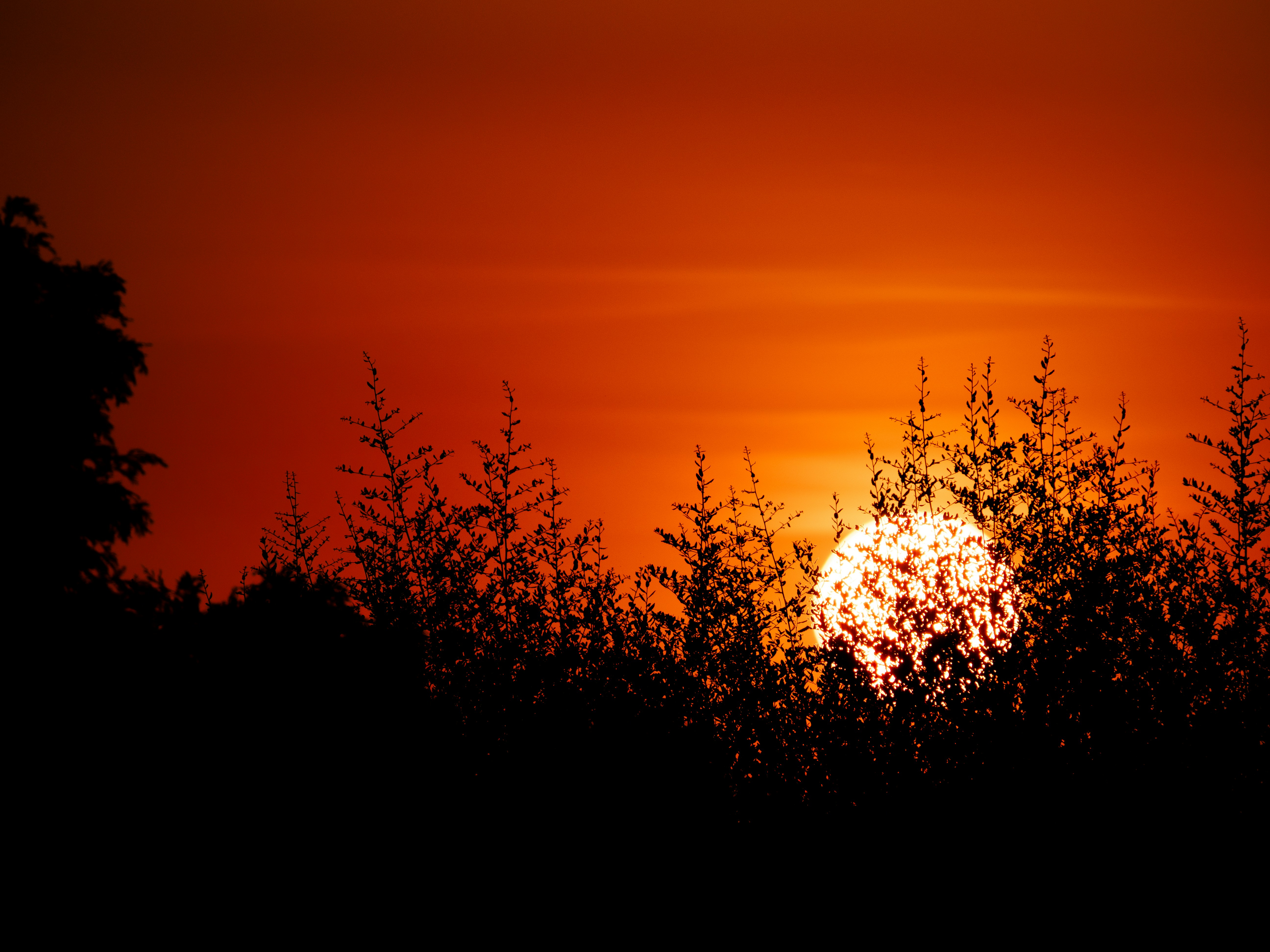 Silhouetted tree branches against a bright low sun and a warm orange sky