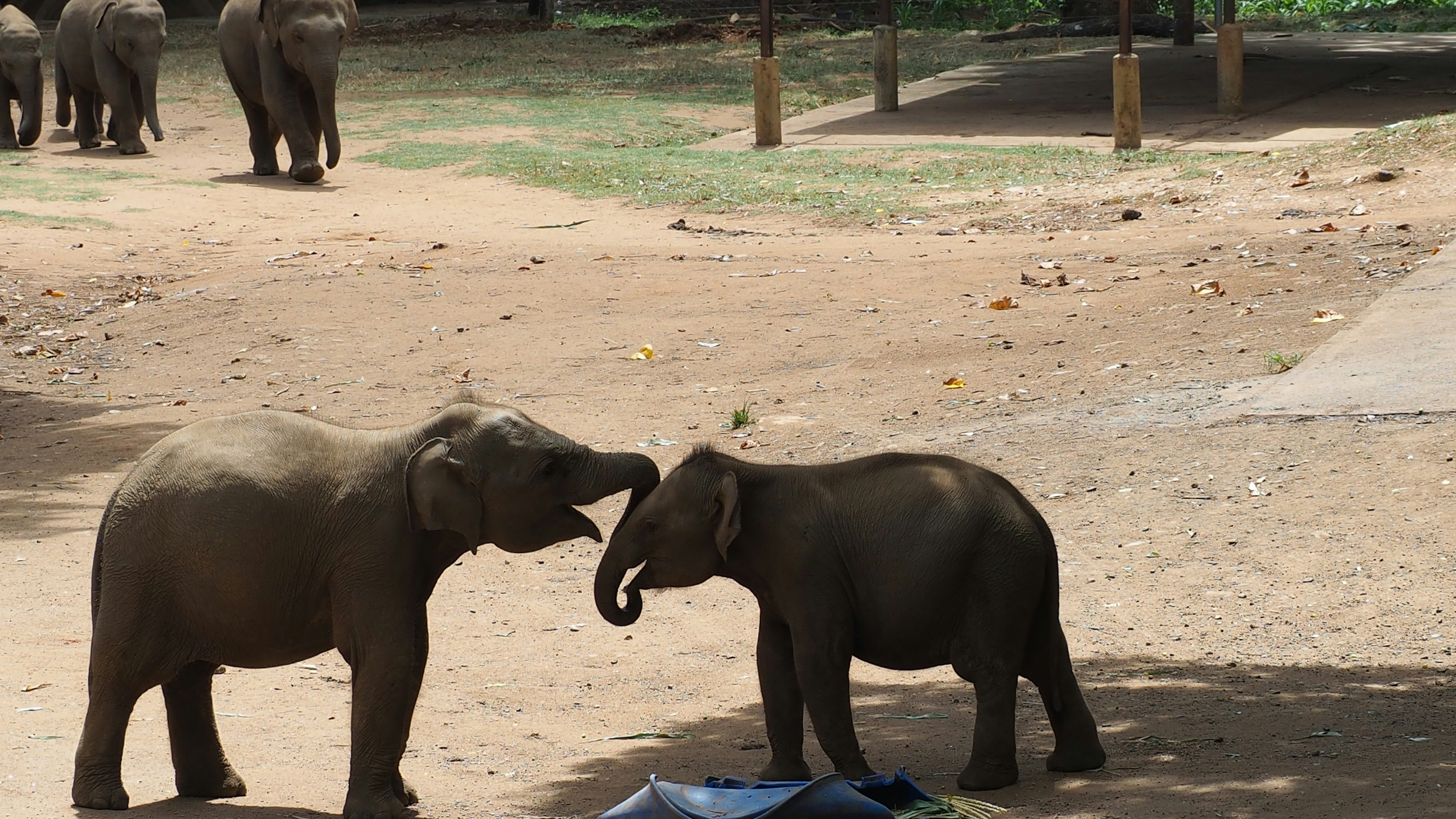 Two baby elephants touching trunks on a dirt ground with other elephants nearby