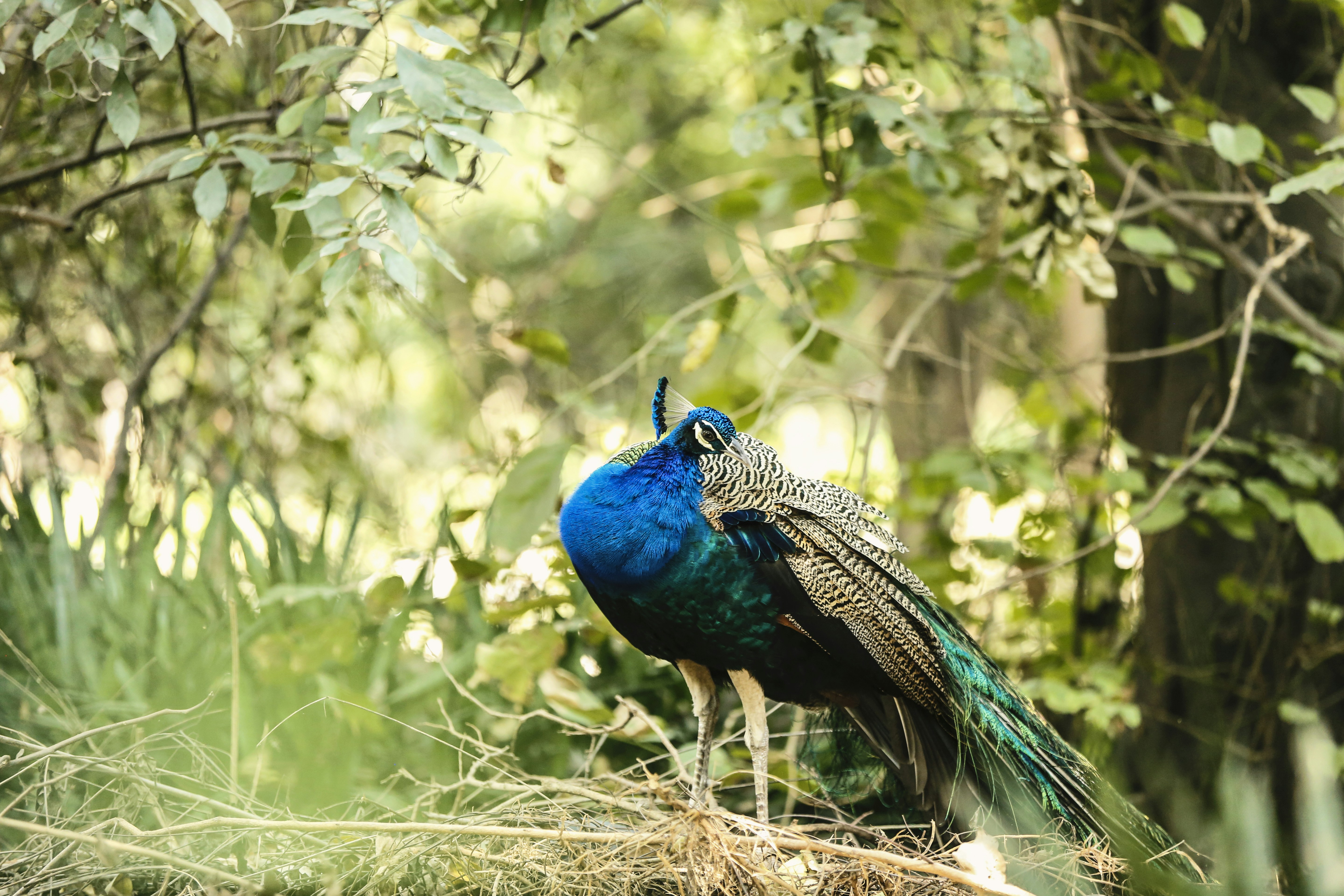 A male peacock with iridescent blue plumage in a sunlit forest clearing
