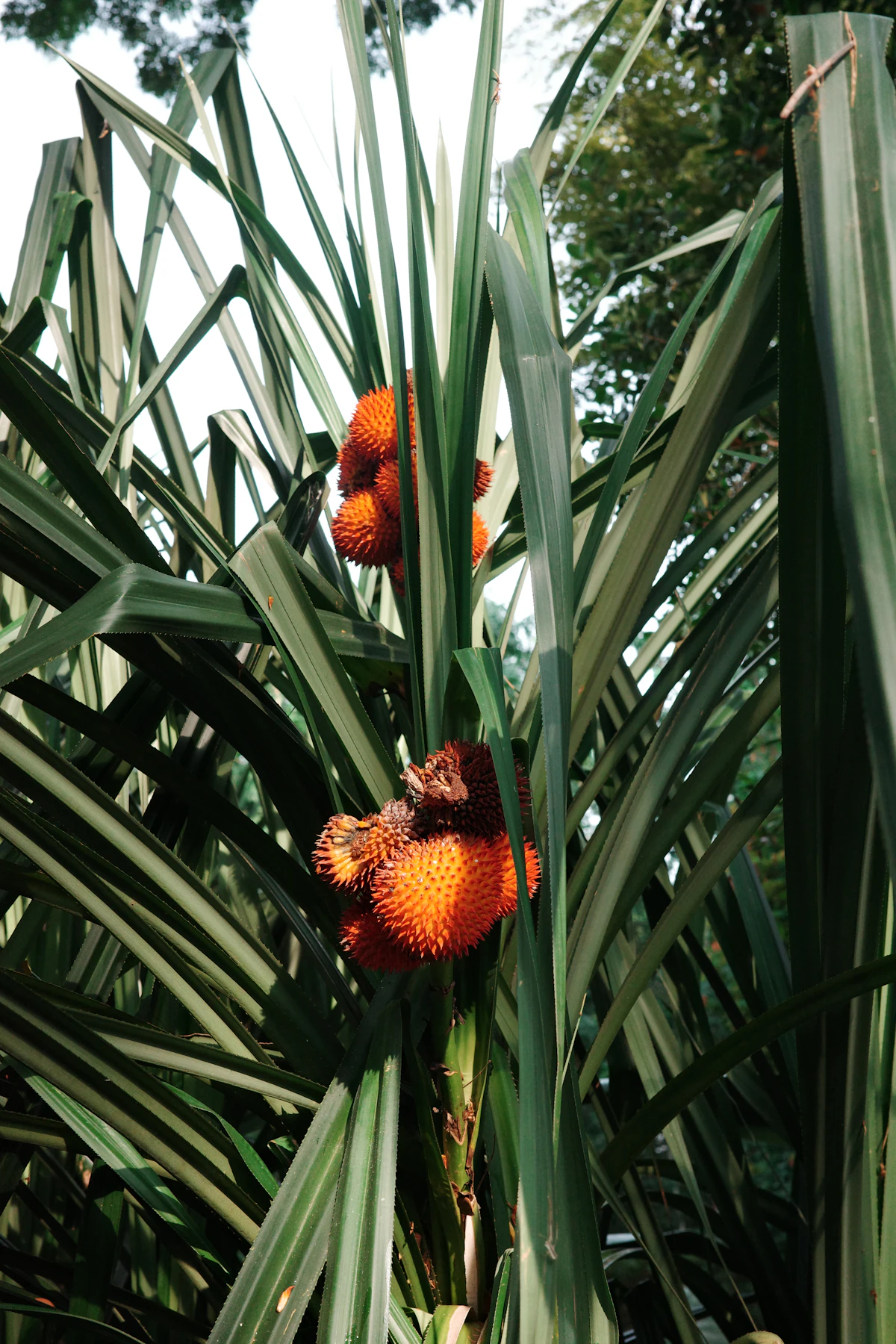 Bright orange spiky fruit clusters growing among long green leaves on a plant