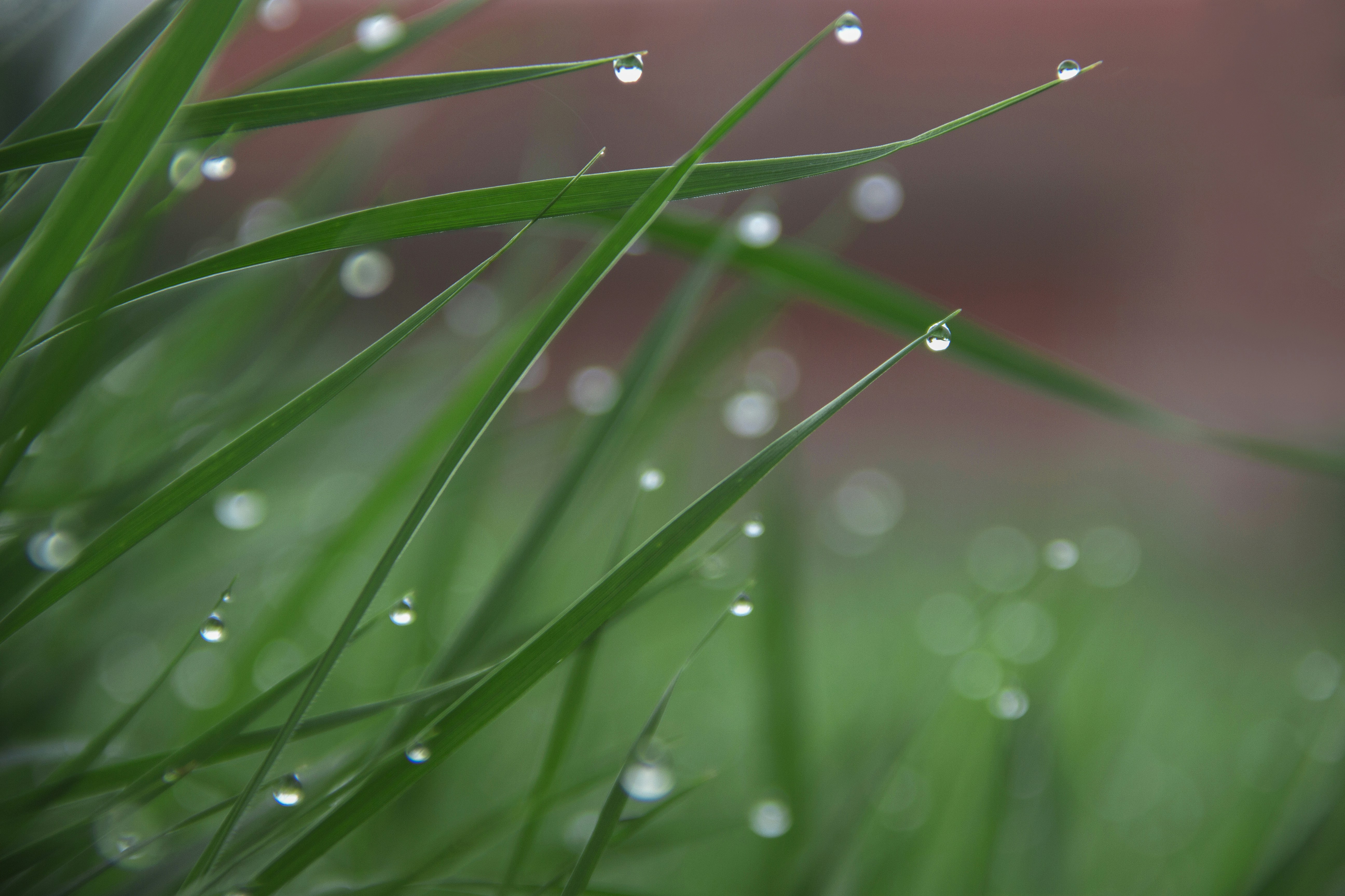 Dew drops on thin green blades of grass with a soft bokeh background