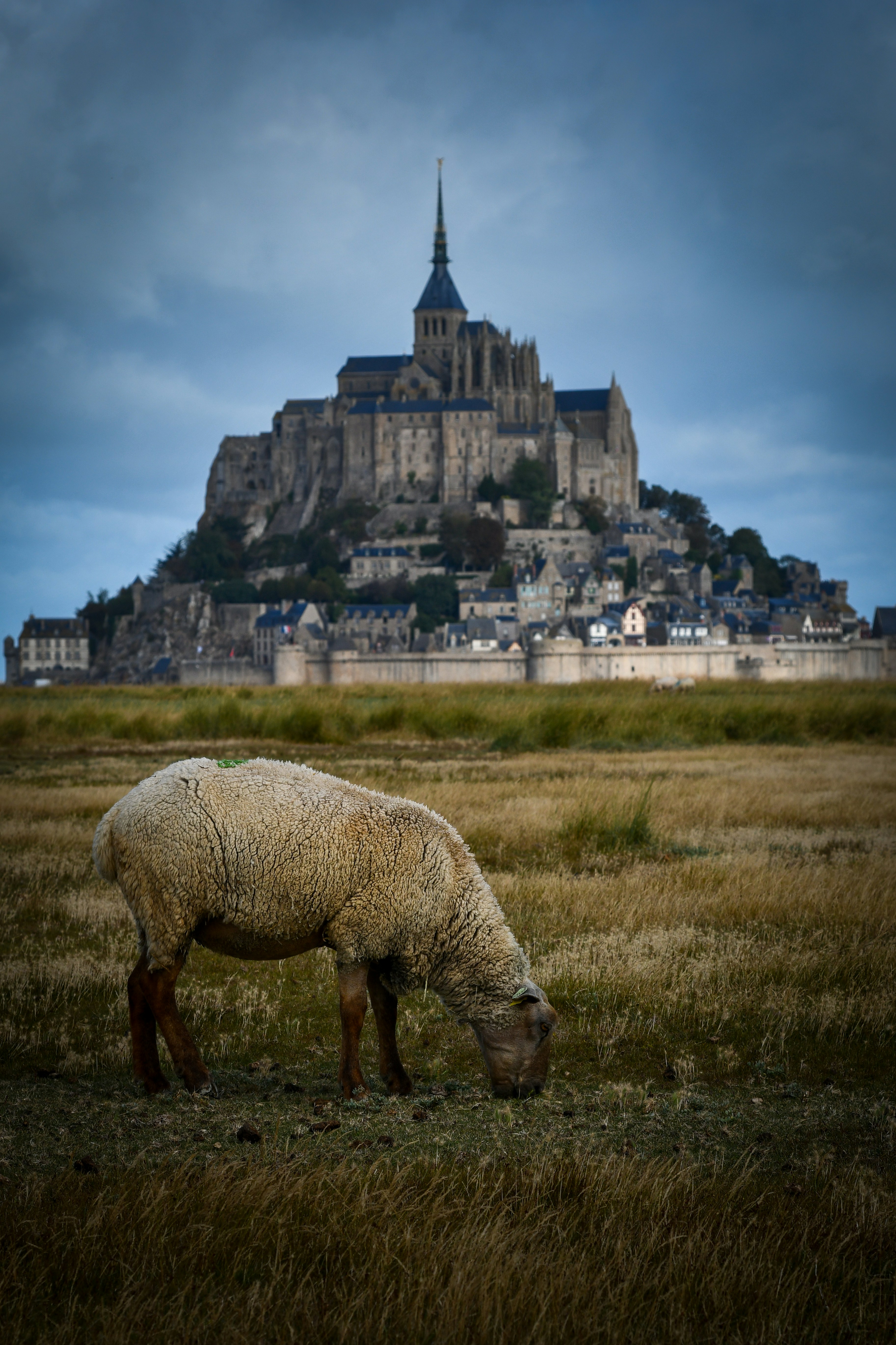 Ein Schaf, das auf einem Feld vor der Abtei Mont Saint-Michel in Frankreich grast