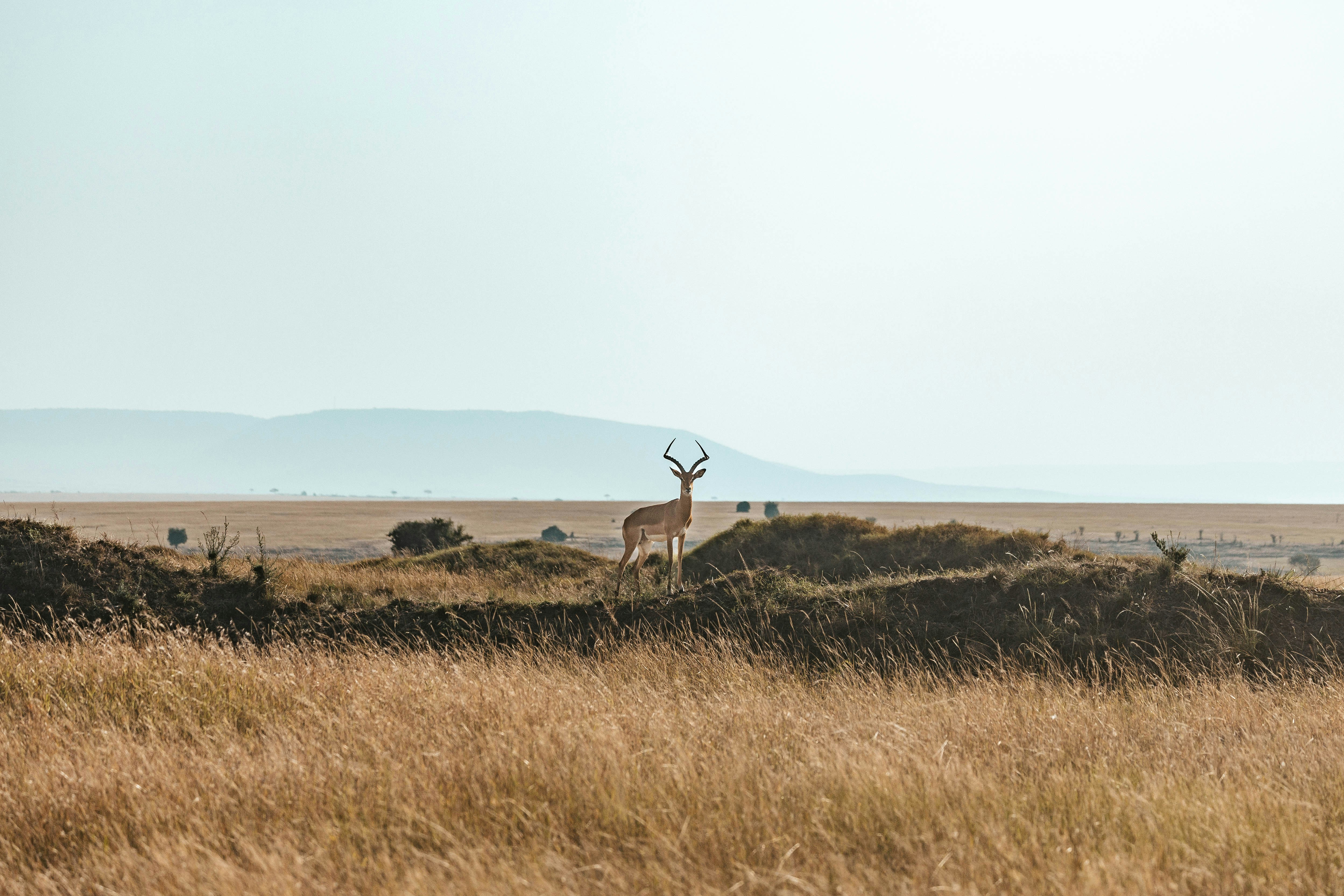 An impala on a grassy mound in a vast African savanna landscape