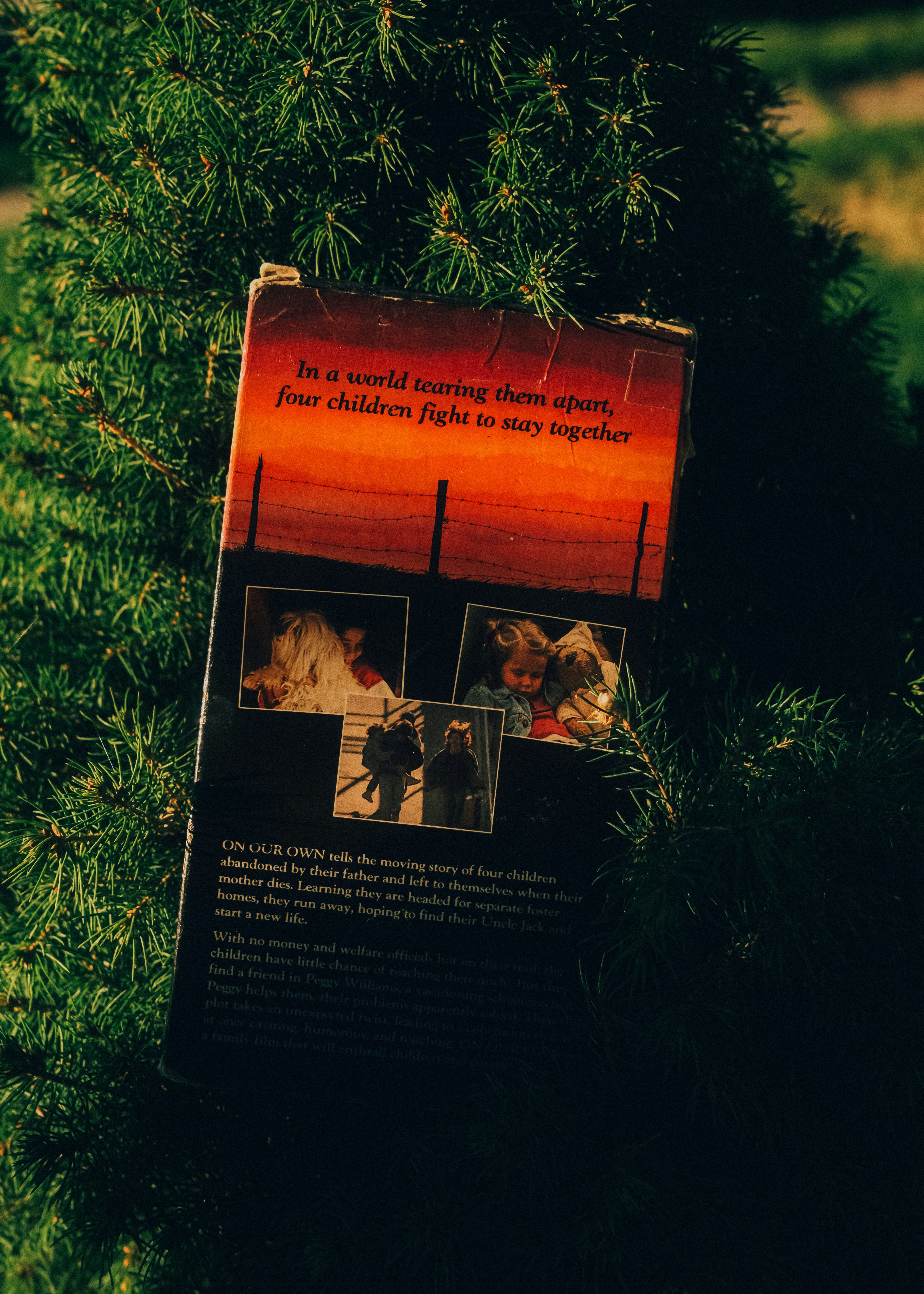 A vintage VHS tape case nestled in the branches of a green pine tree