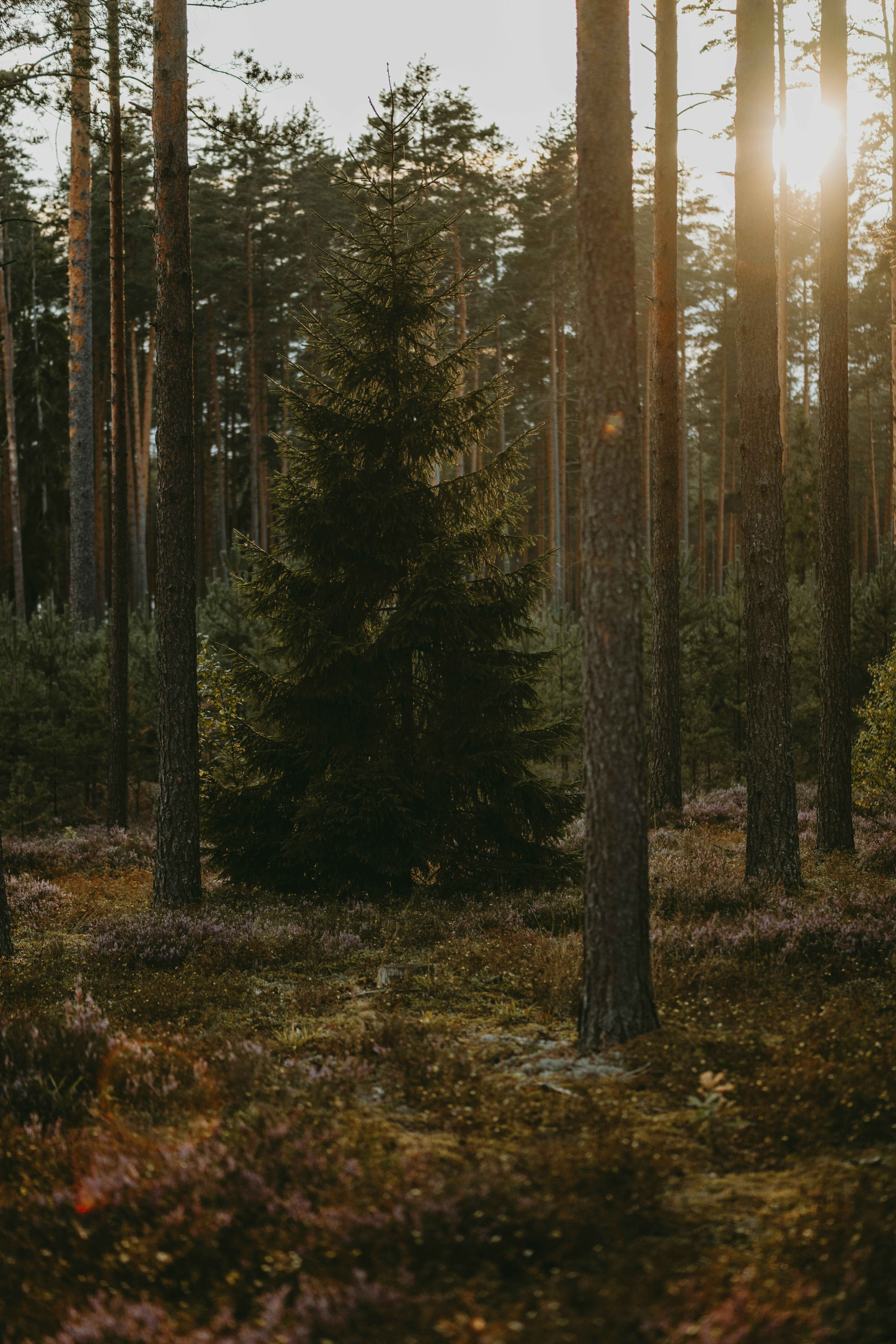 A spruce tree in a pine forest with low sun and purple heather