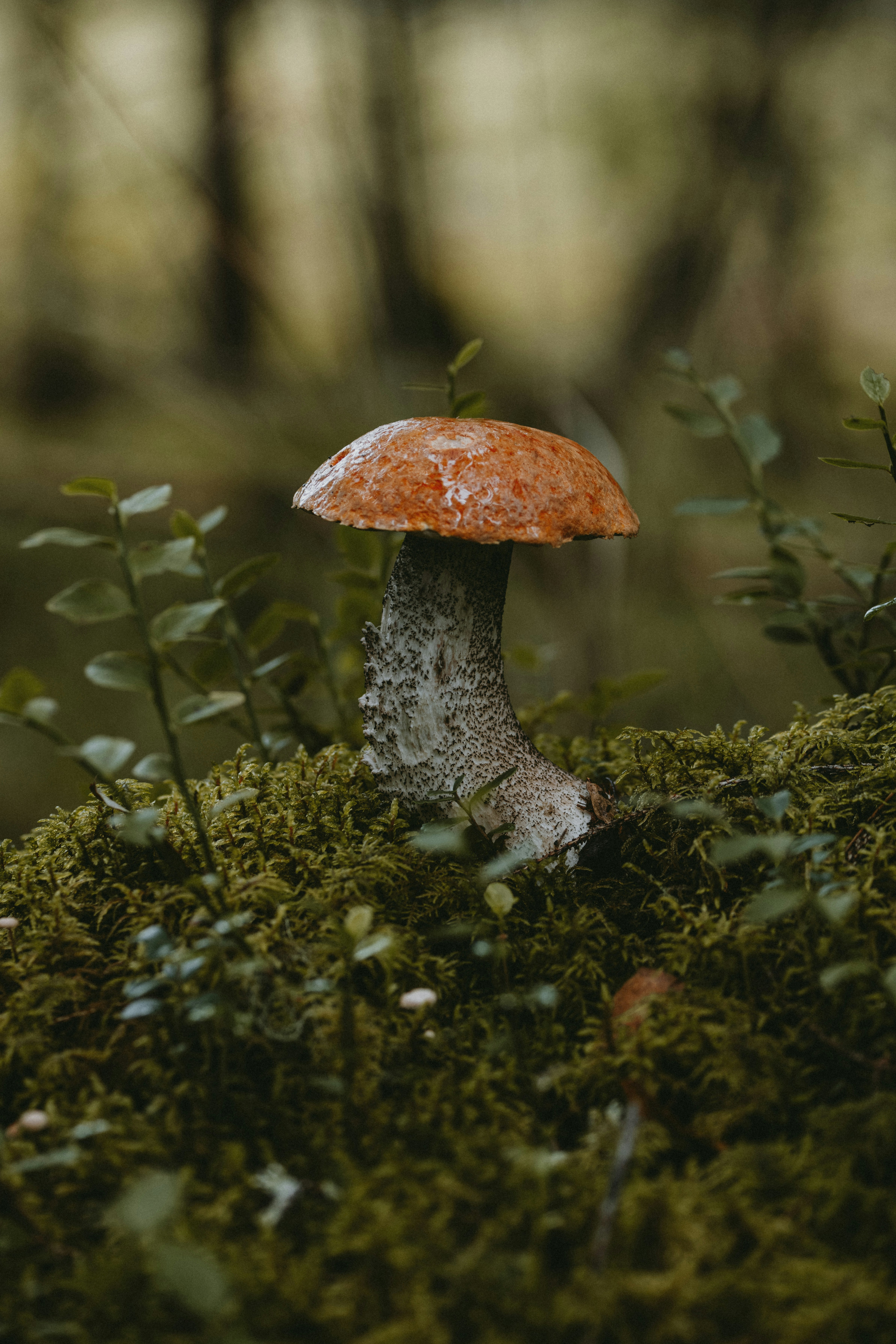 Photo of An orange-capped mushroom with a speckled stalk growing in green moss by Anita Austvika
