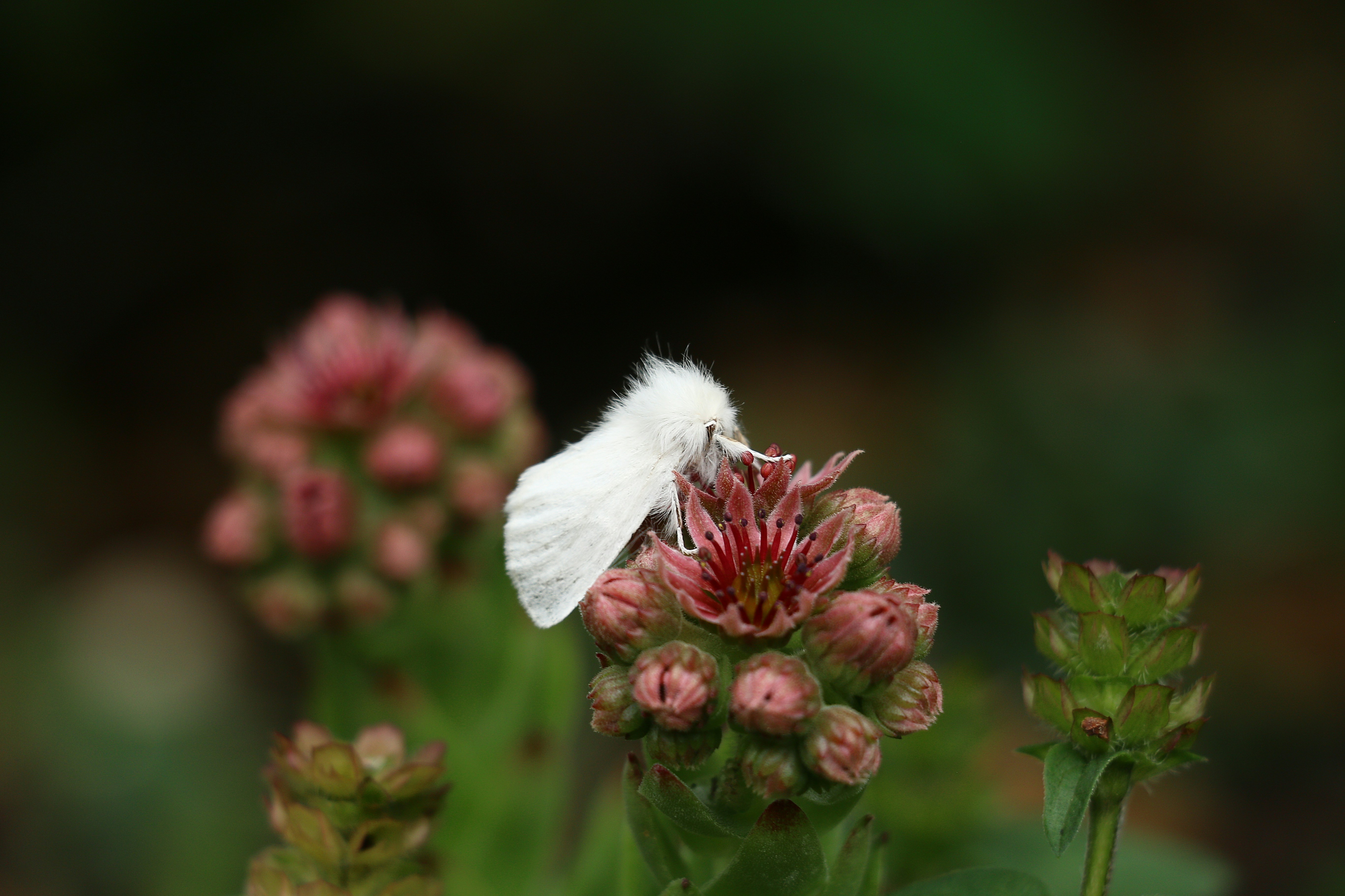 A fuzzy white moth resting on a pink succulent flower in a garden