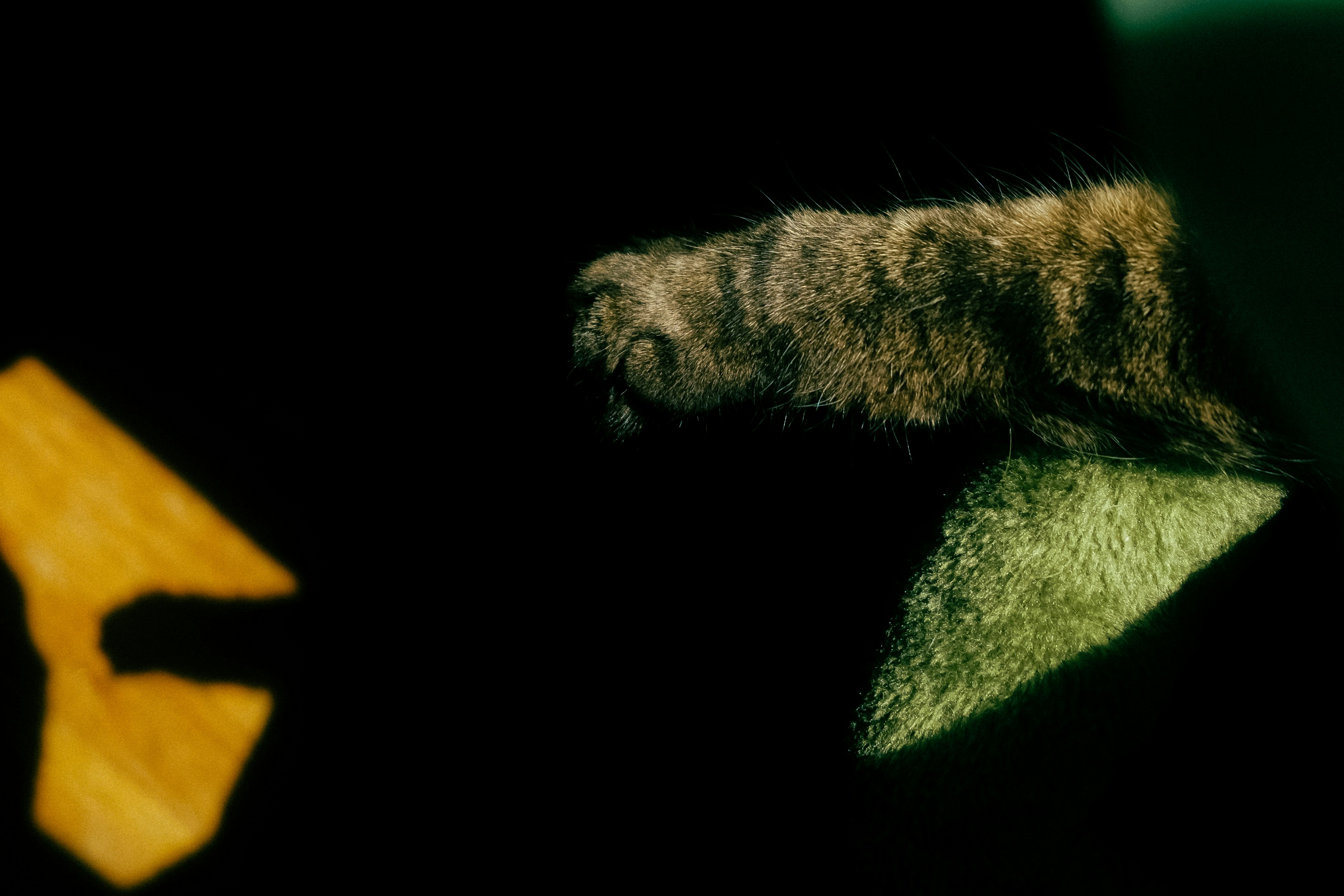 A furry cat paw reaching toward a green leaf and a yellow shape