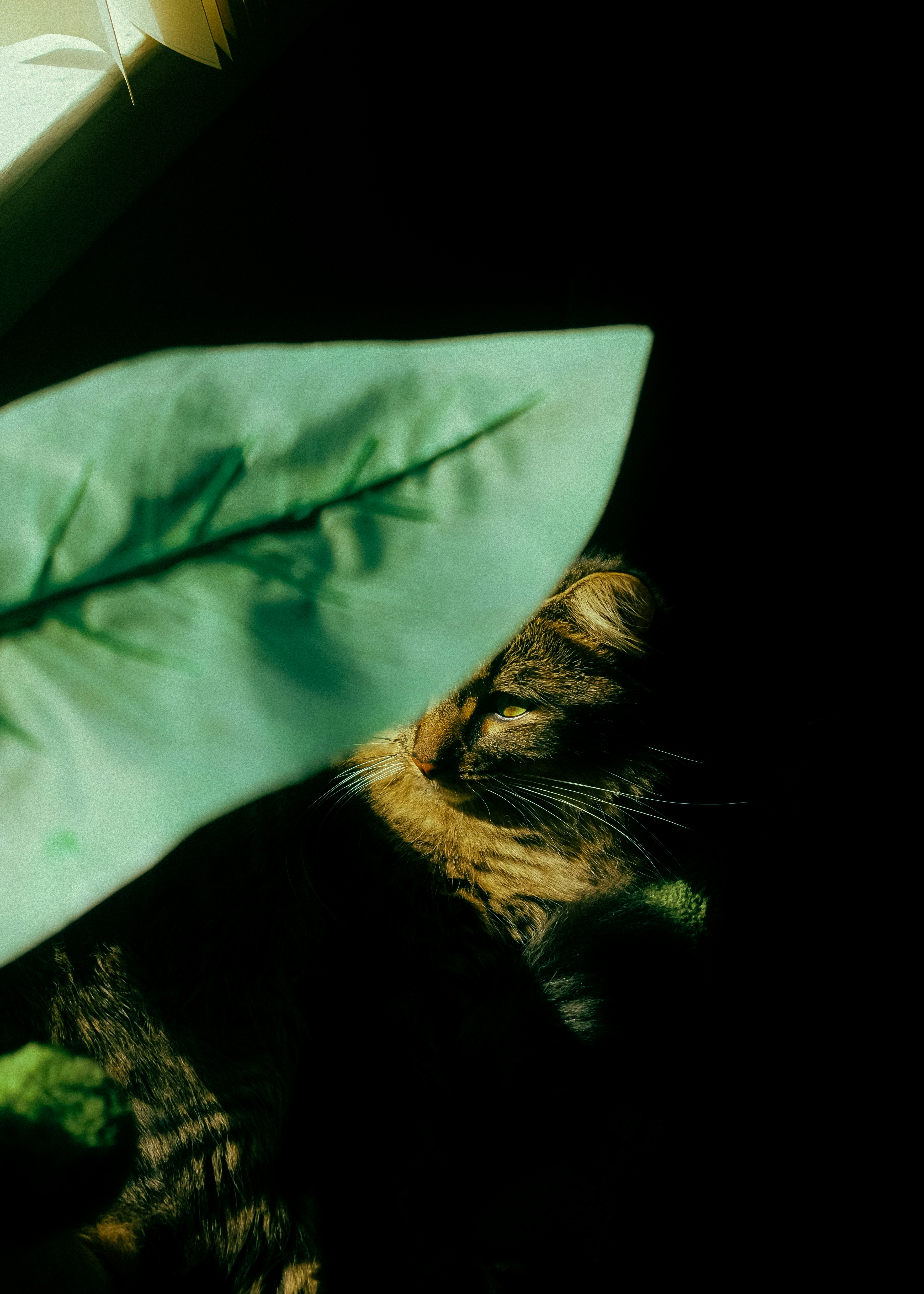 A tabby cat partially hidden behind a large green leaf in low light