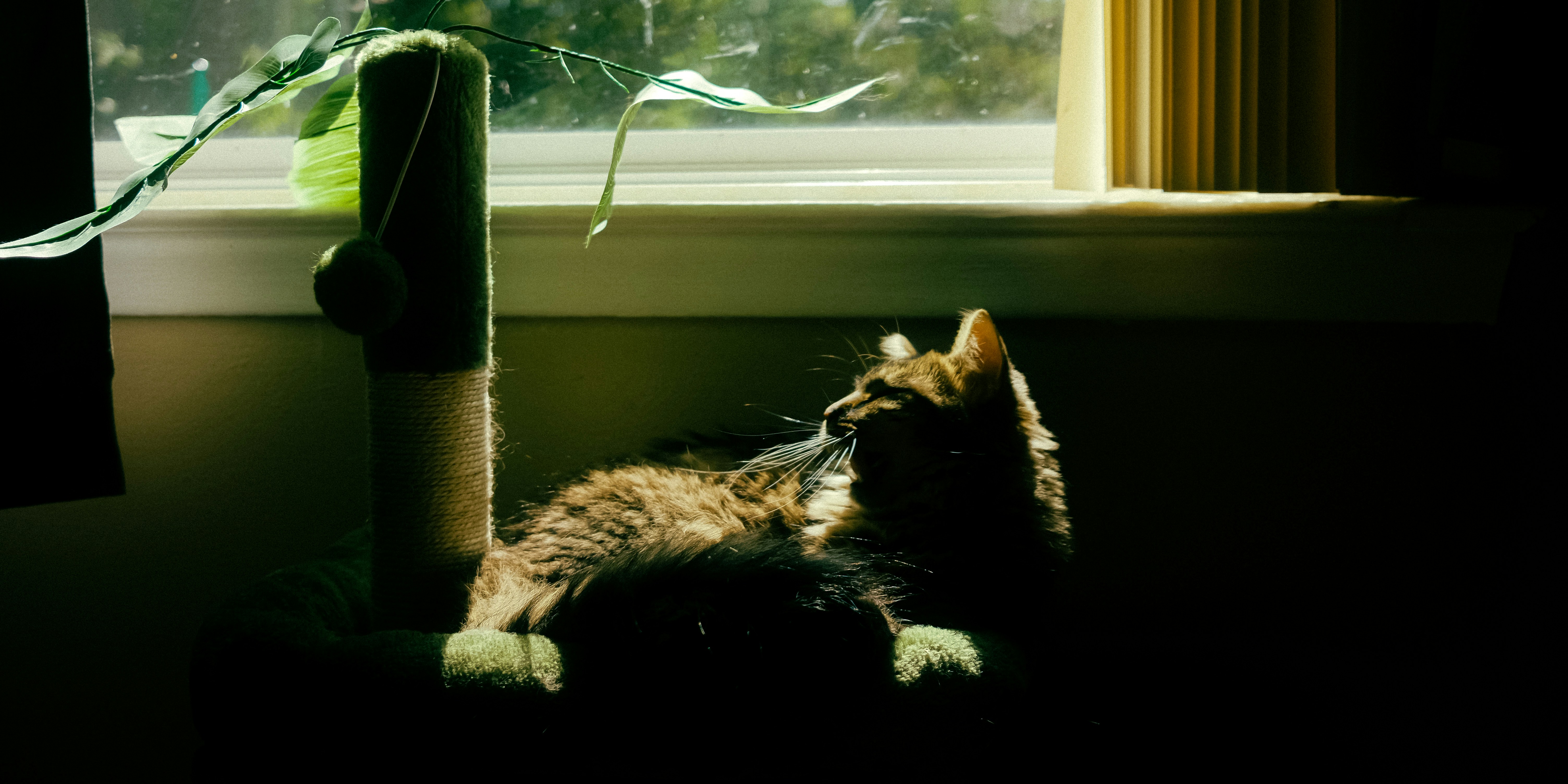 A fluffy tabby cat resting on a green cat tree by a window