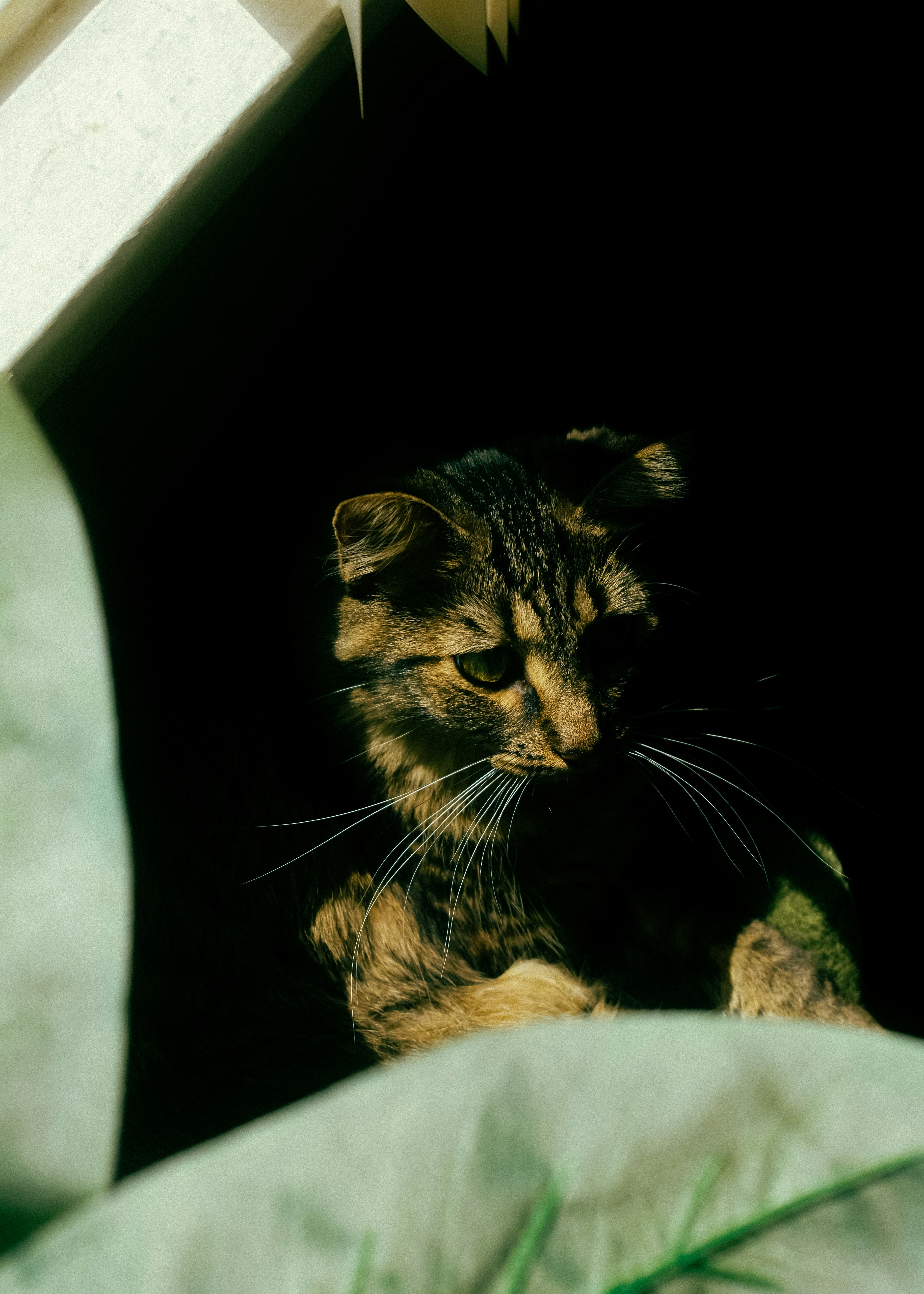 A tabby cat with long white whiskers in deep shadow behind a green leaf
