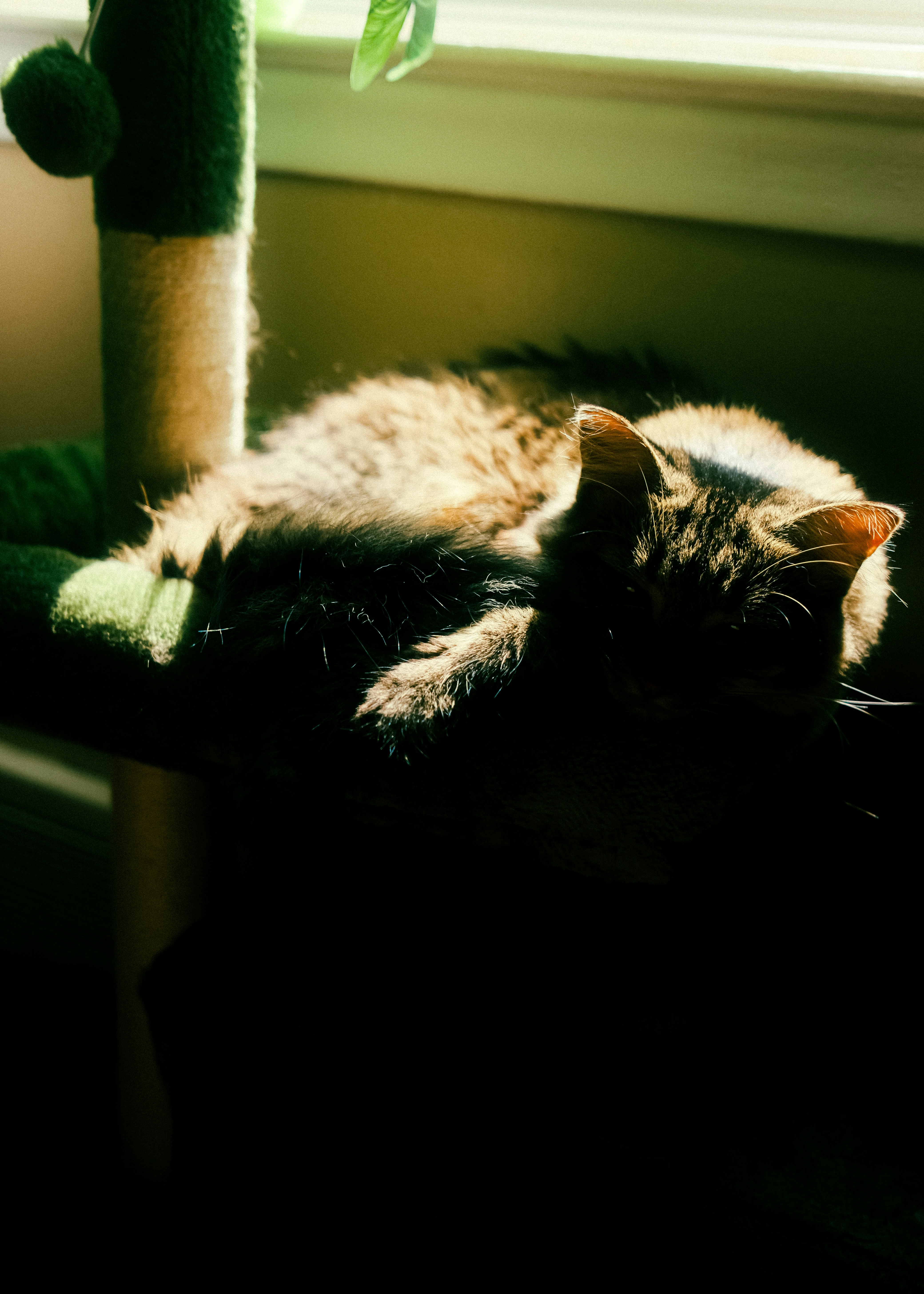 A tabby cat sleeping on a green cat tree in warm sunlight