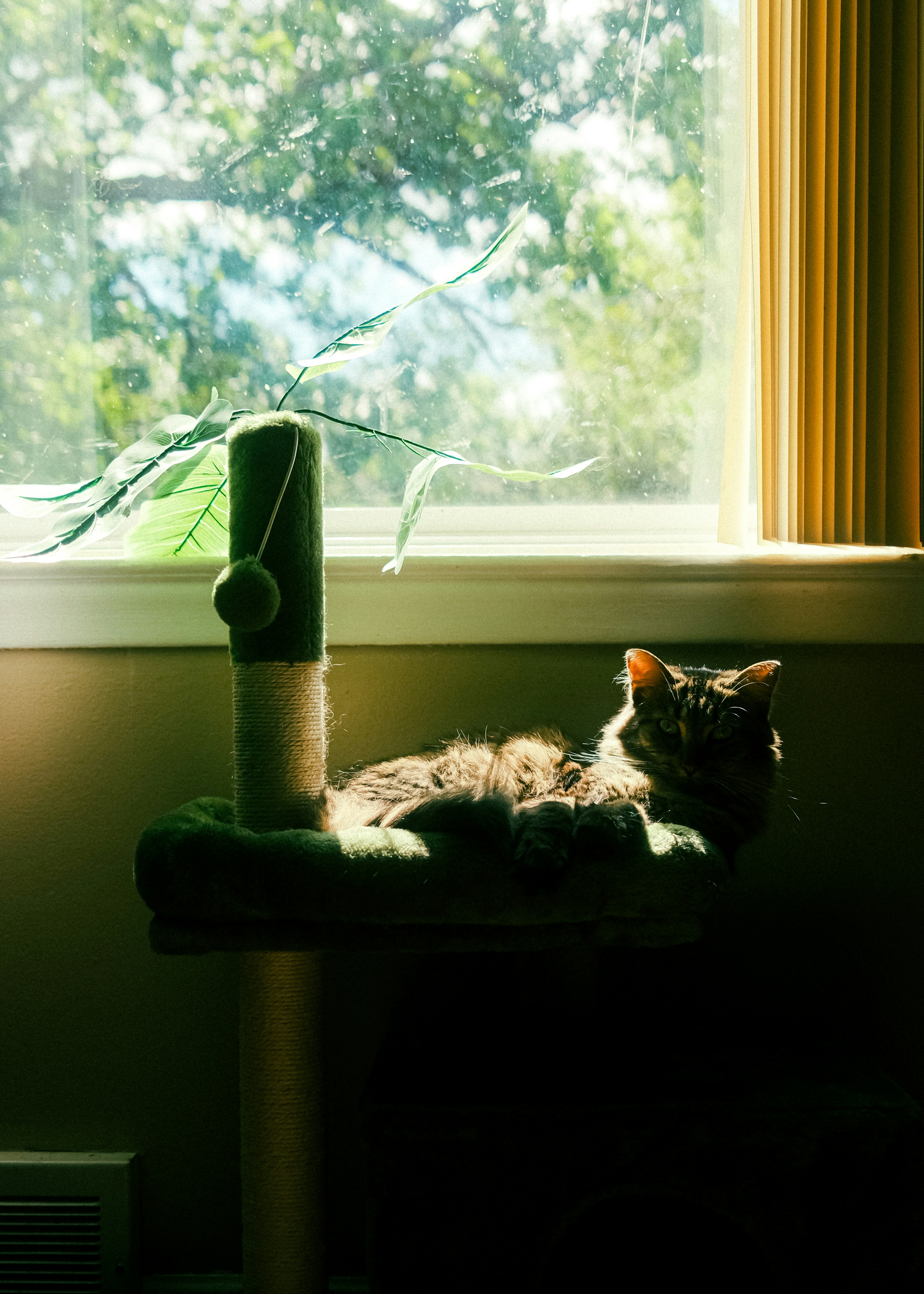 A long-haired cat resting on a green cat tree by a sunlit window