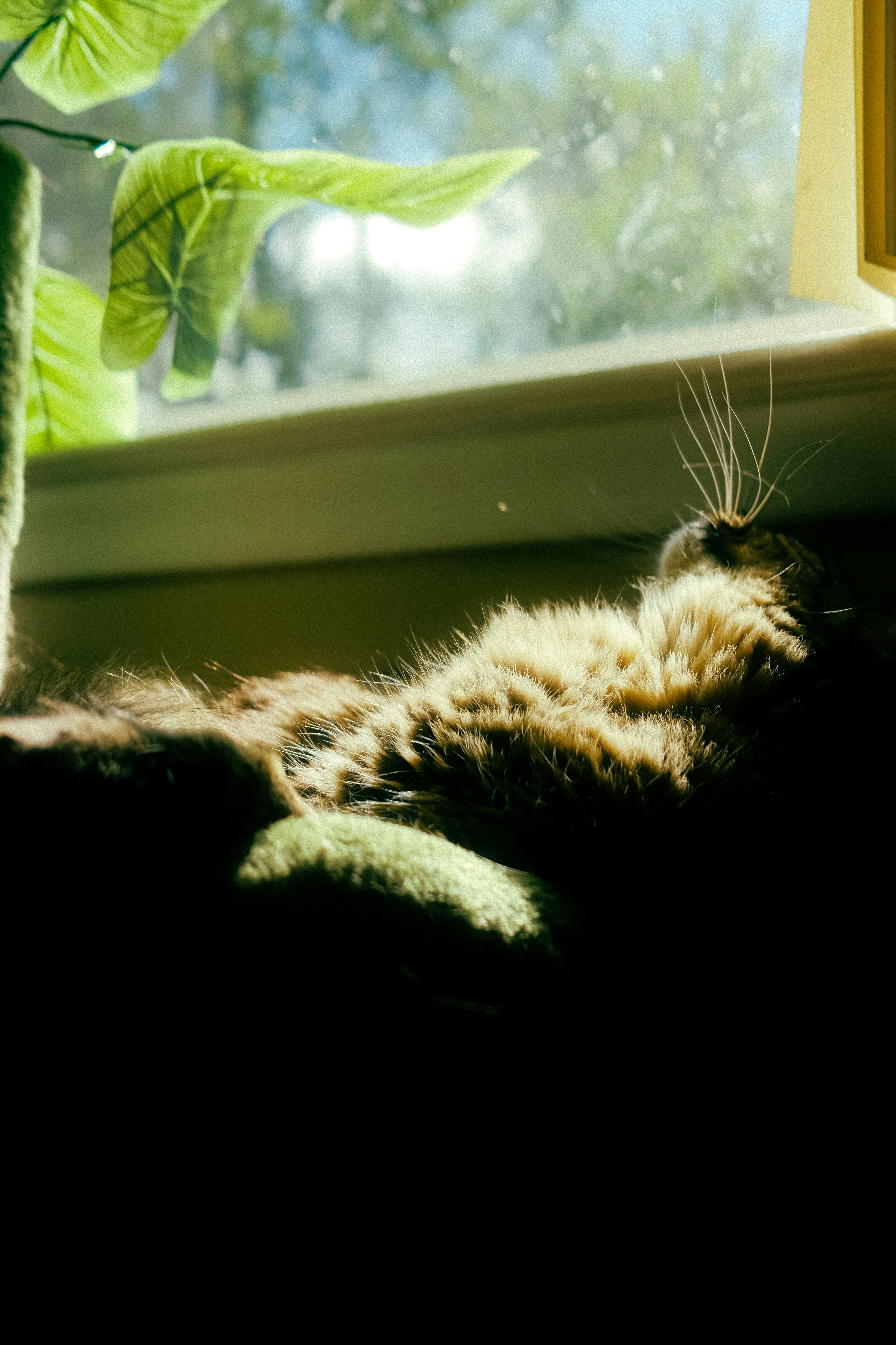 A fluffy cat sleeping in a sunlit window beside a green plant