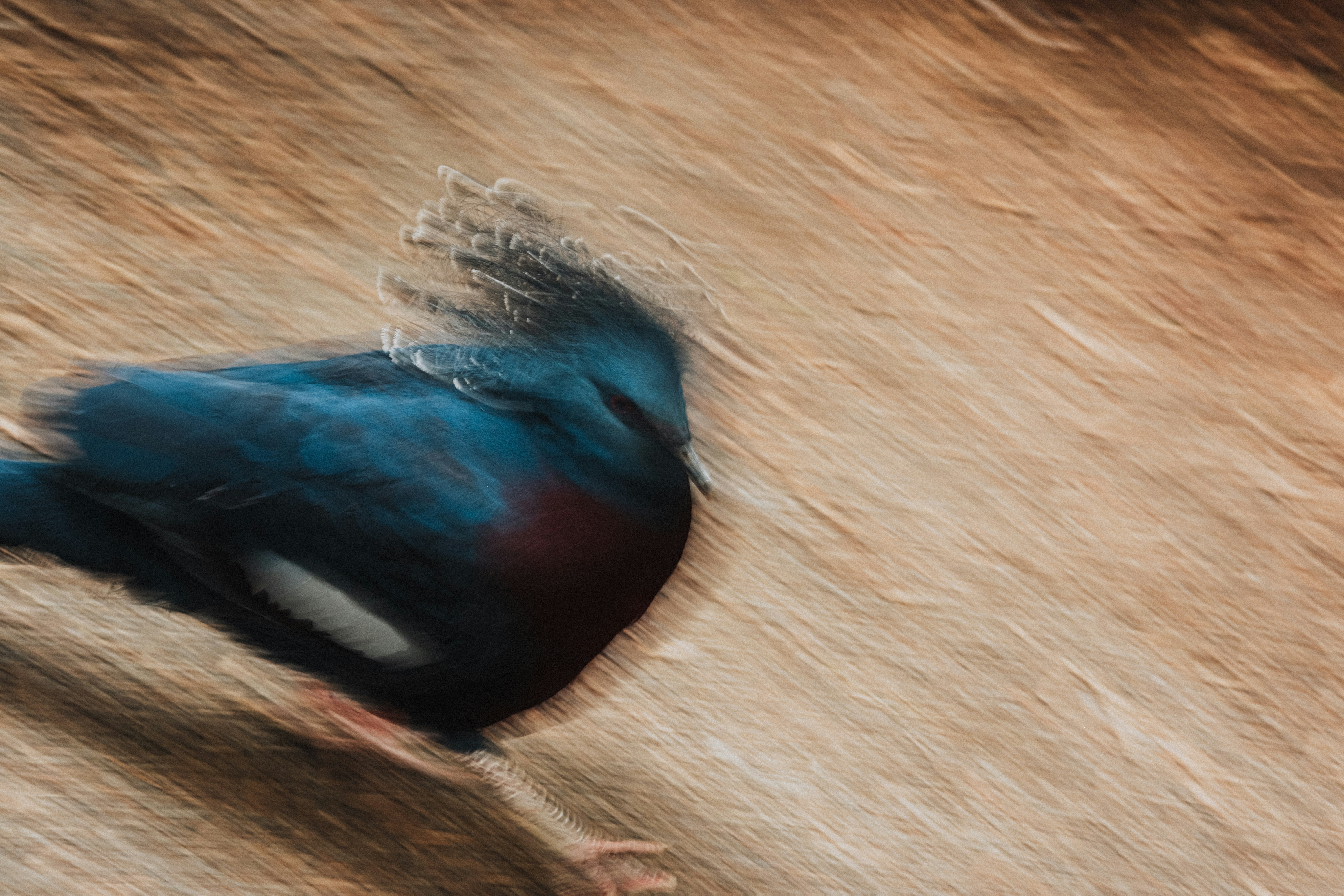 A blue crowned pigeon in motion against a blurred golden background