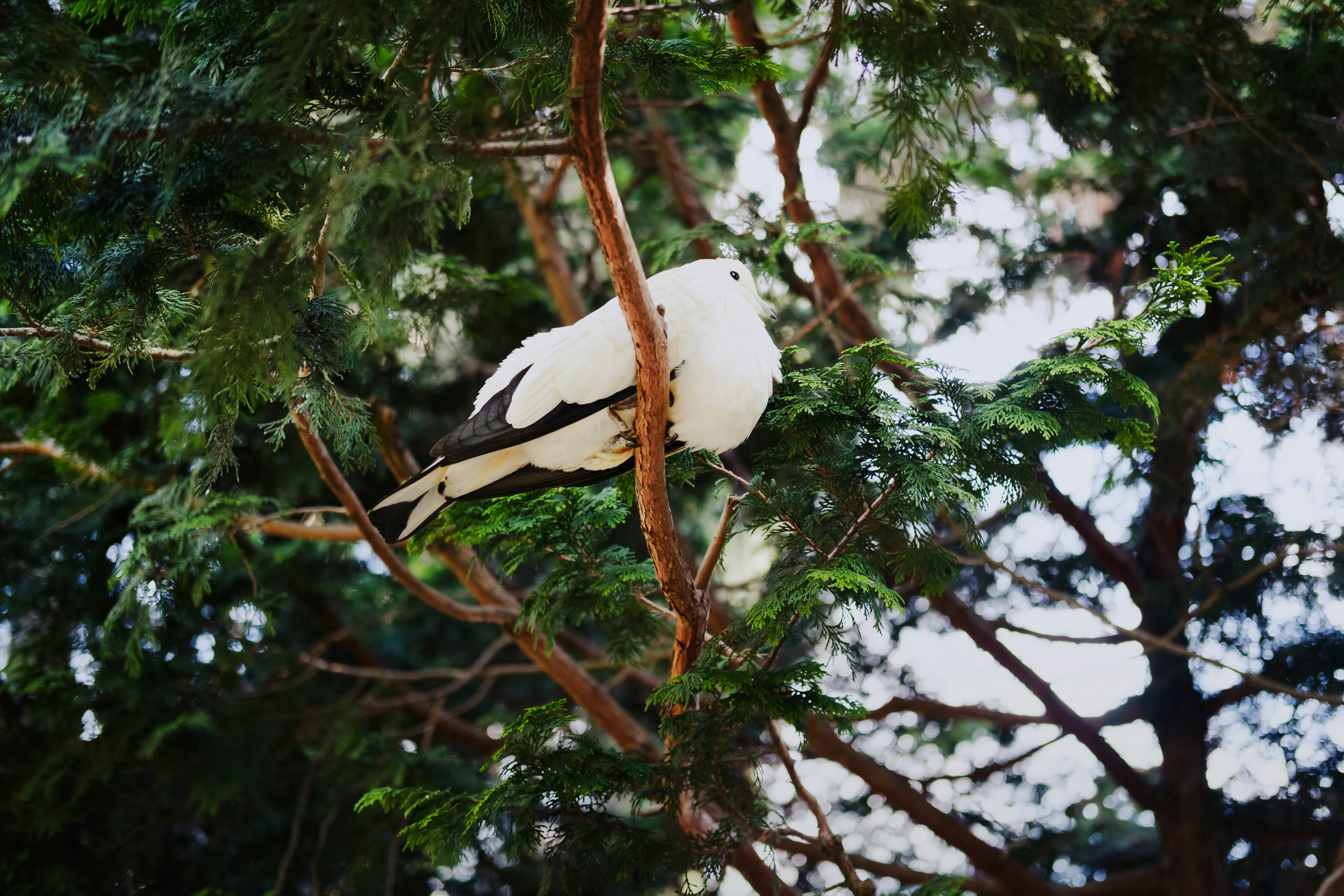 A white pigeon with black wing tips perched on a thin tree branch