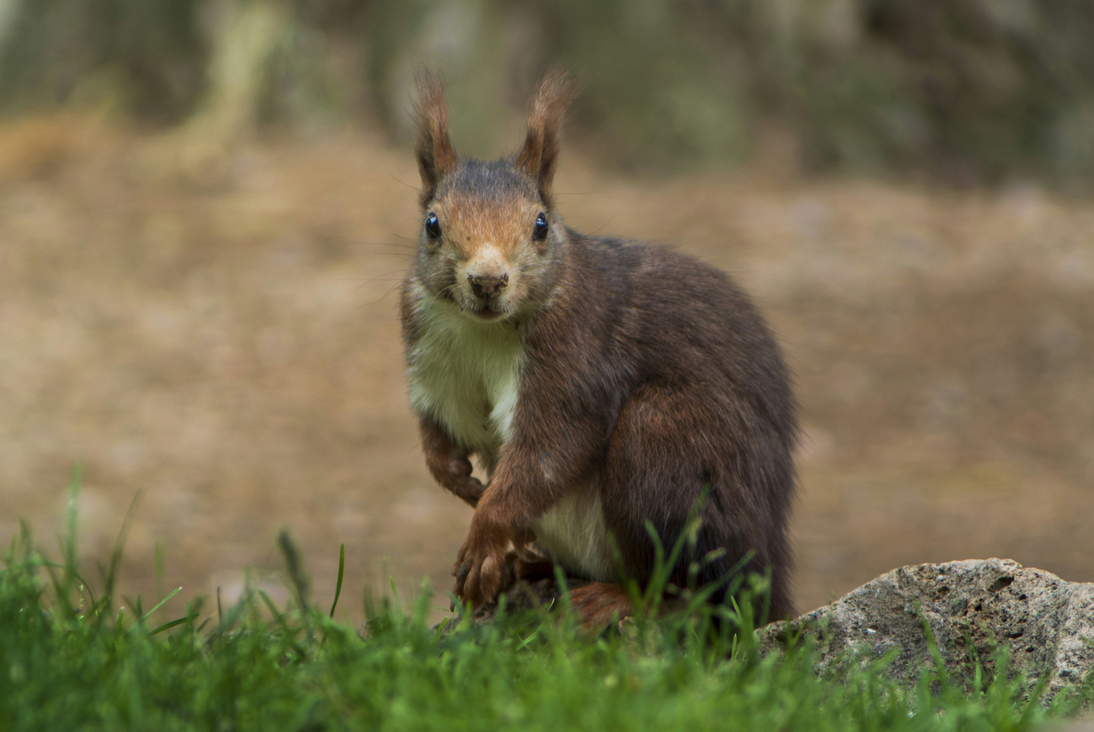 A red squirrel with a white chest on green grass near a rock