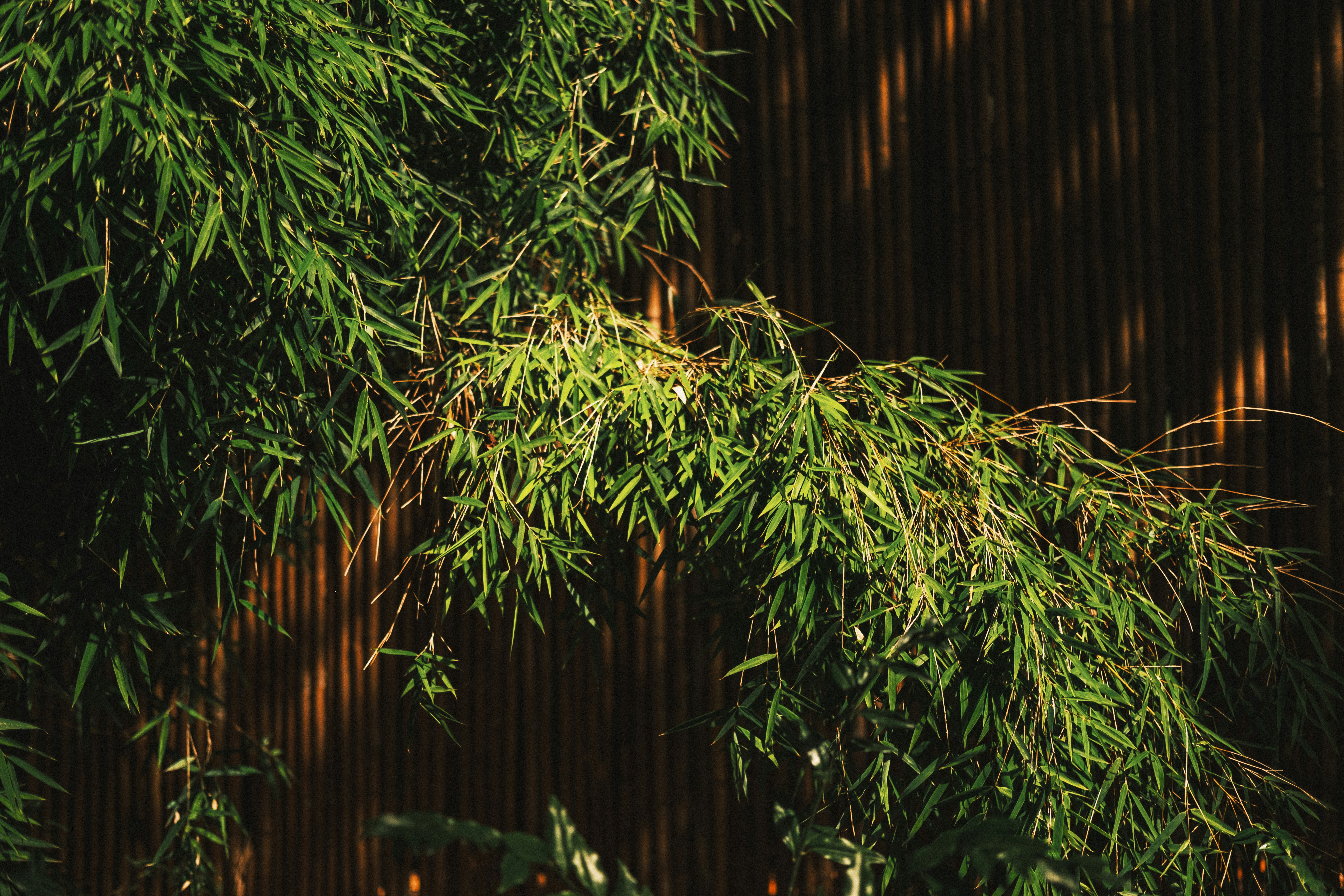 Green bamboo leaves arching in front of a dark vertical wooden fence