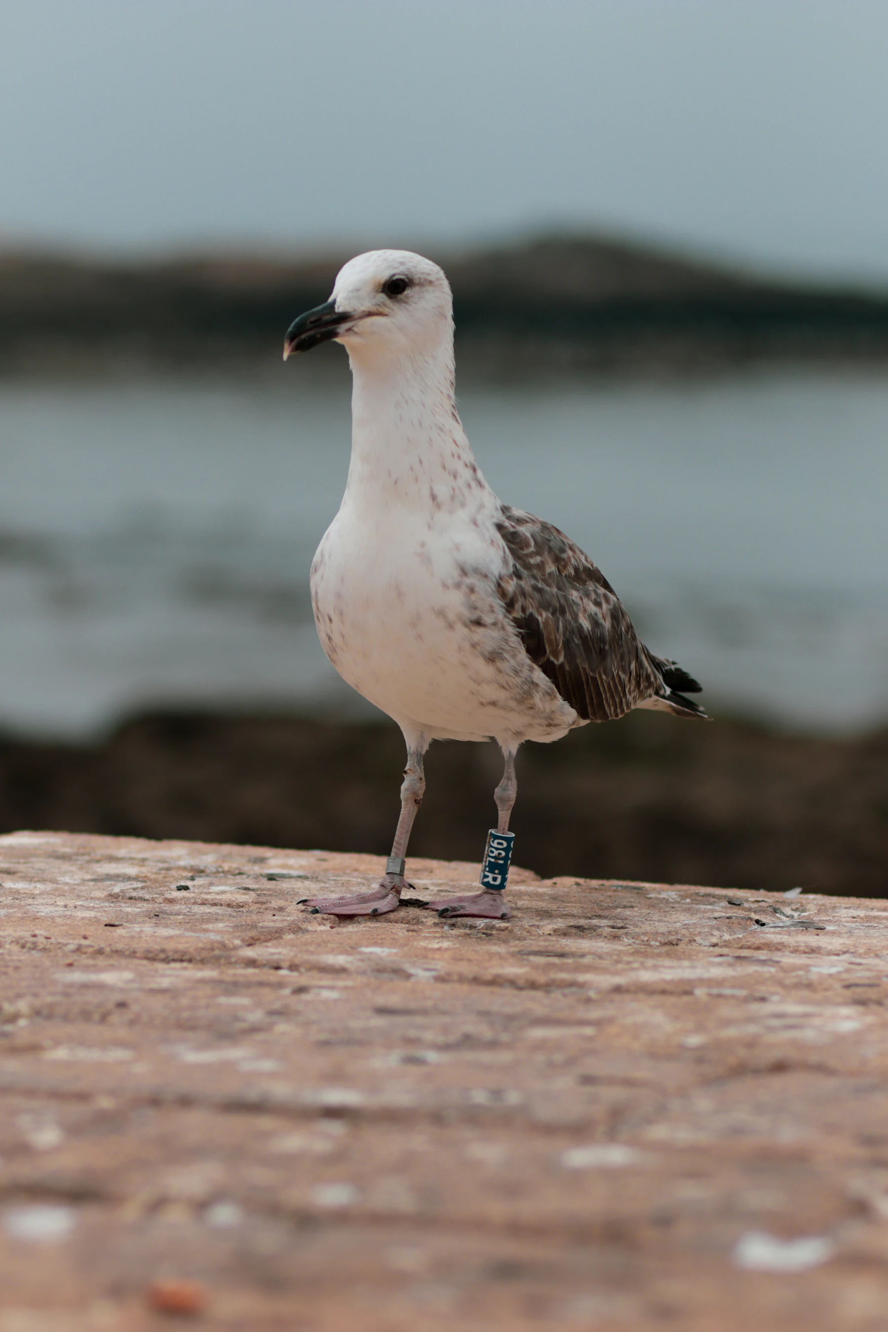 A young gull standing on a stone sea wall, a blue band with white letters on one leg and a metal band on the other