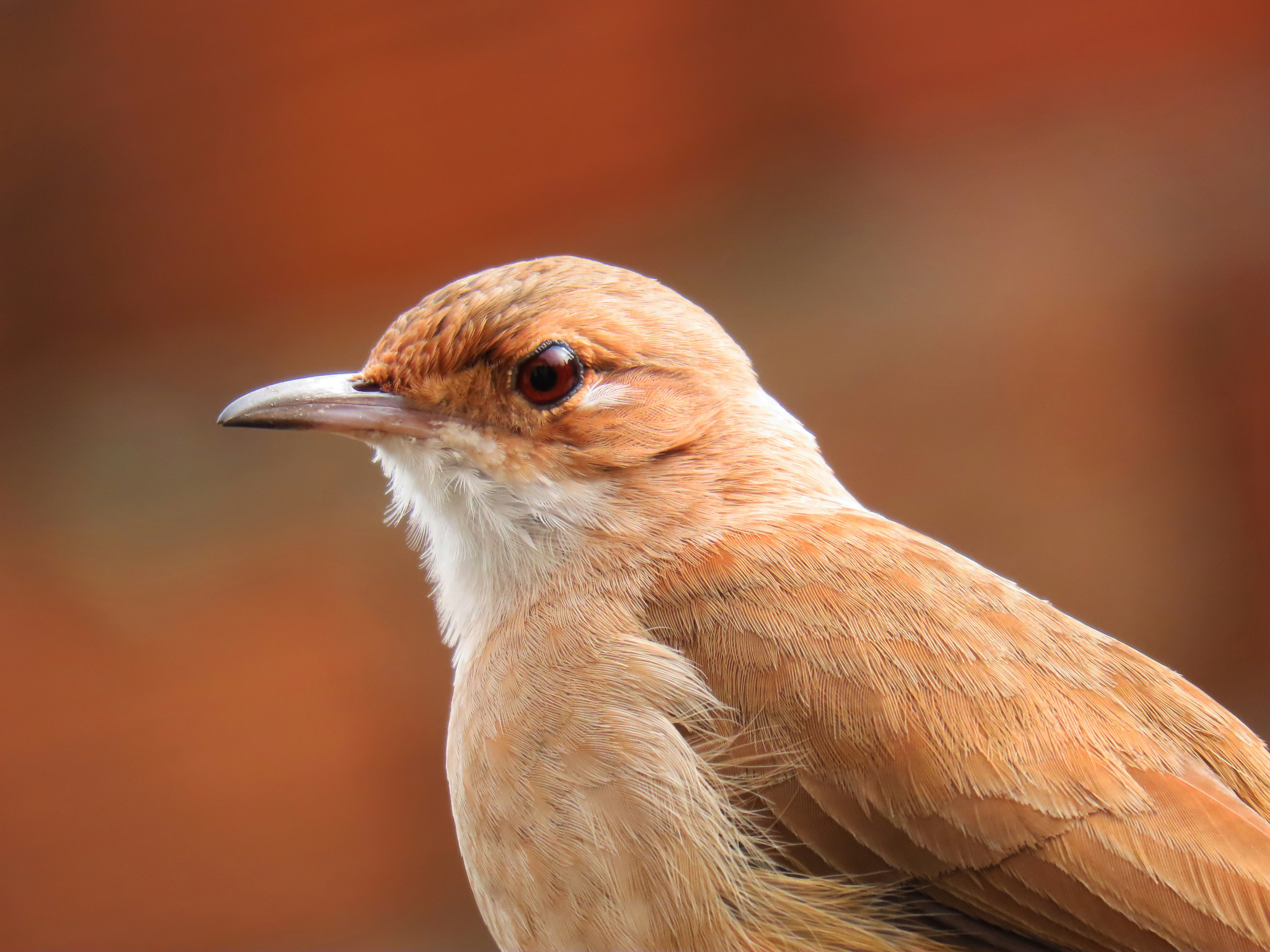 A profile view of a small brown bird with a white throat
