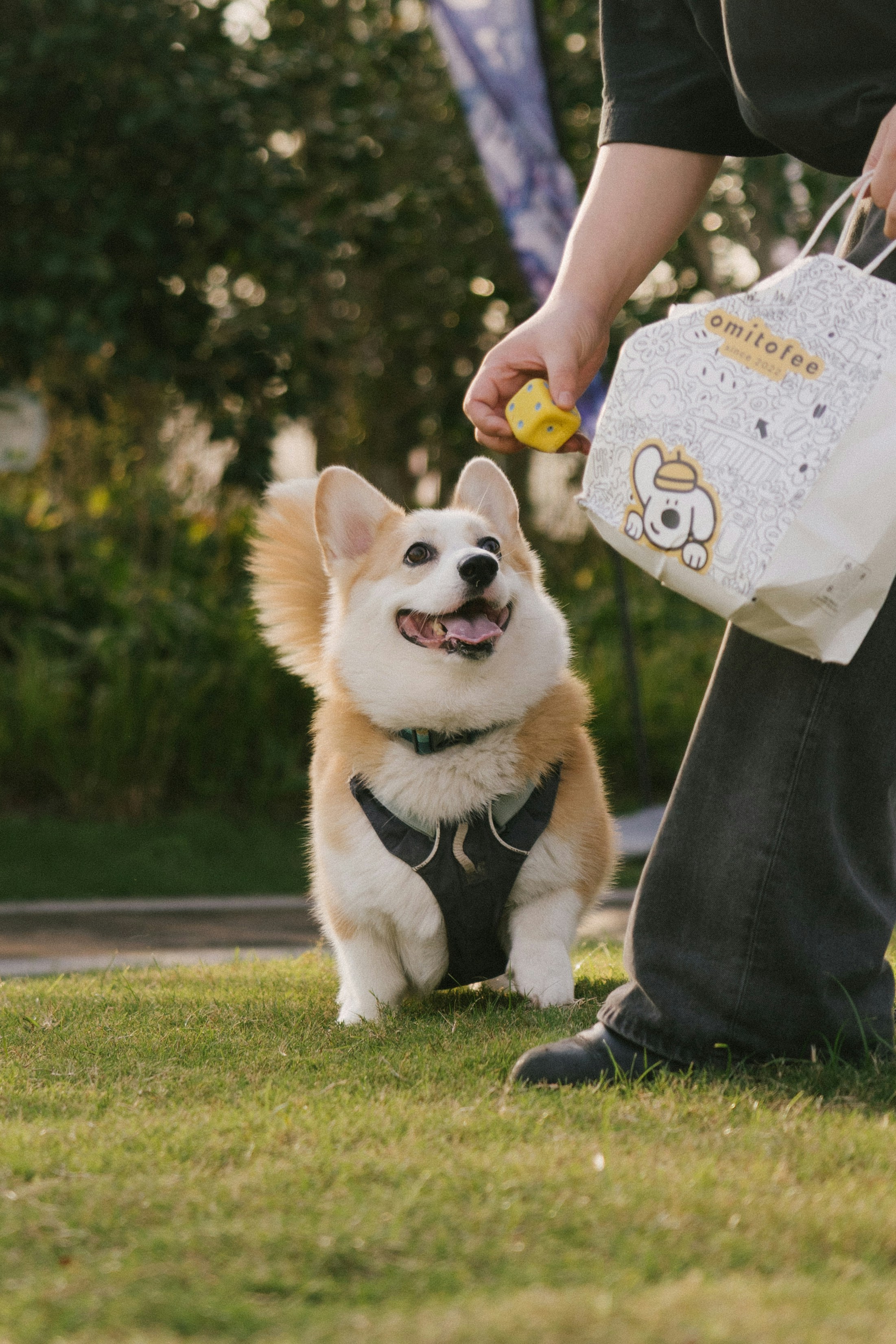 A Corgi wearing a harness looking up at a person holding a yellow toy