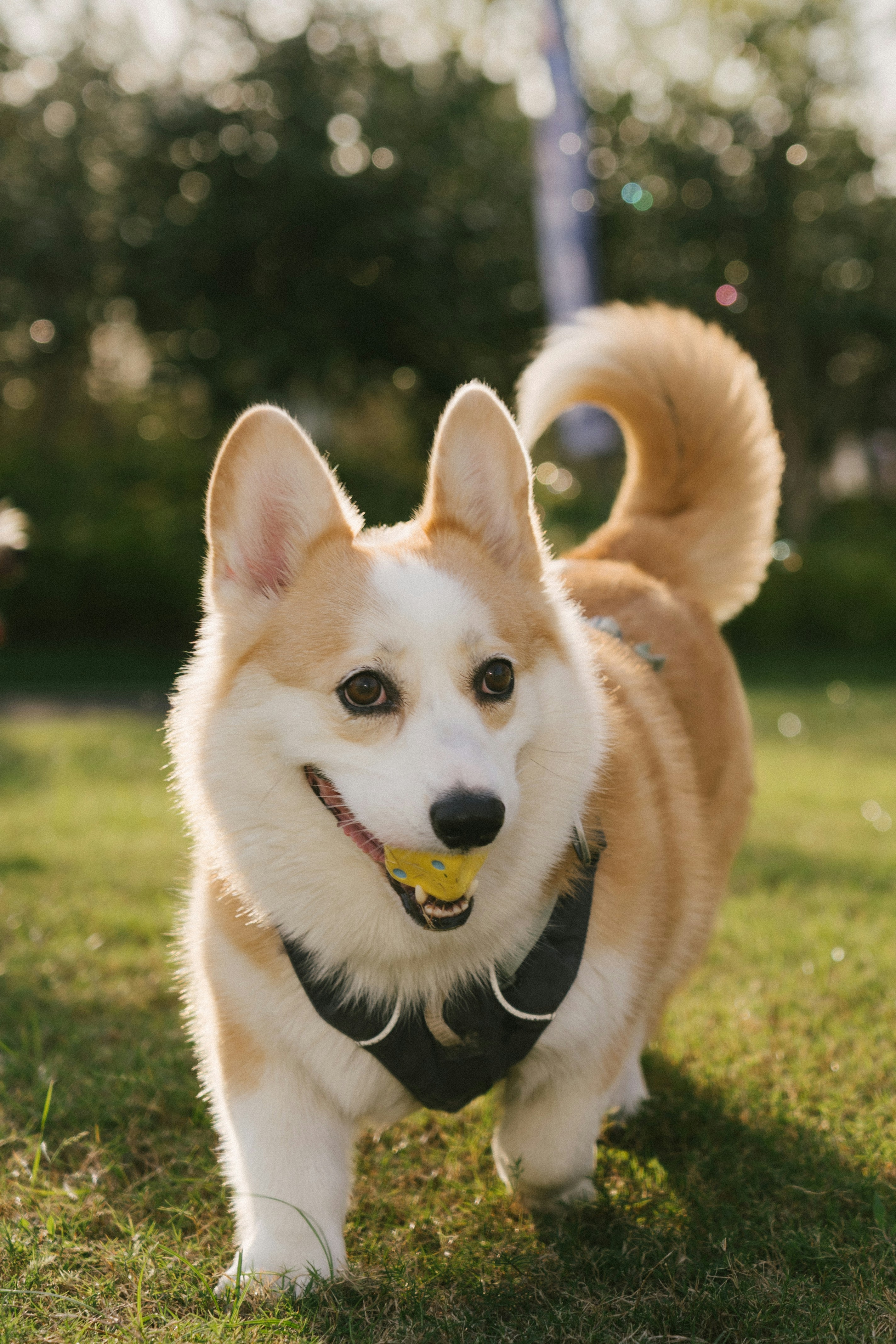 A Pembroke Welsh Corgi with a yellow toy in its mouth on a grassy lawn