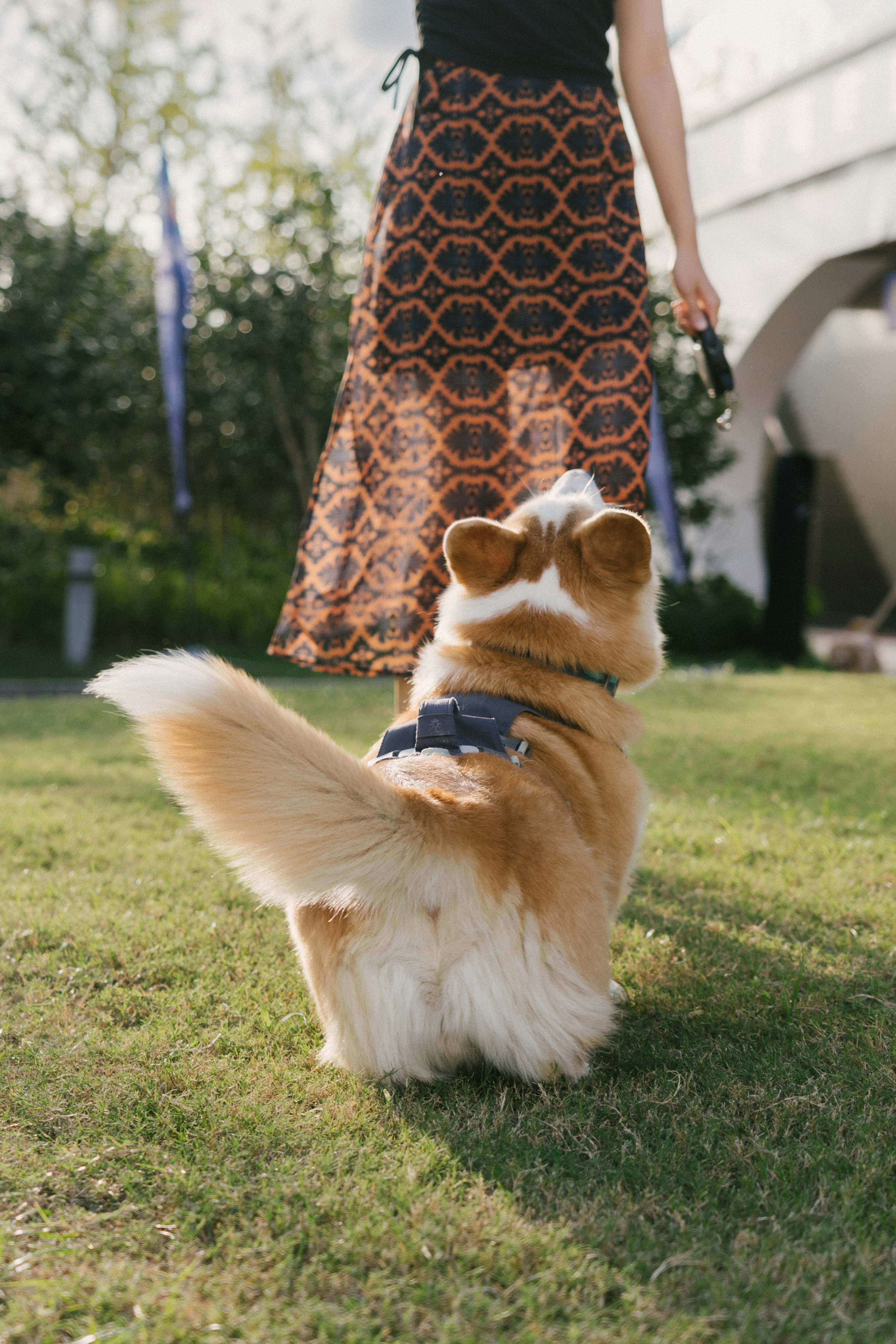 A person in a patterned skirt walking a corgi on a grassy lawn