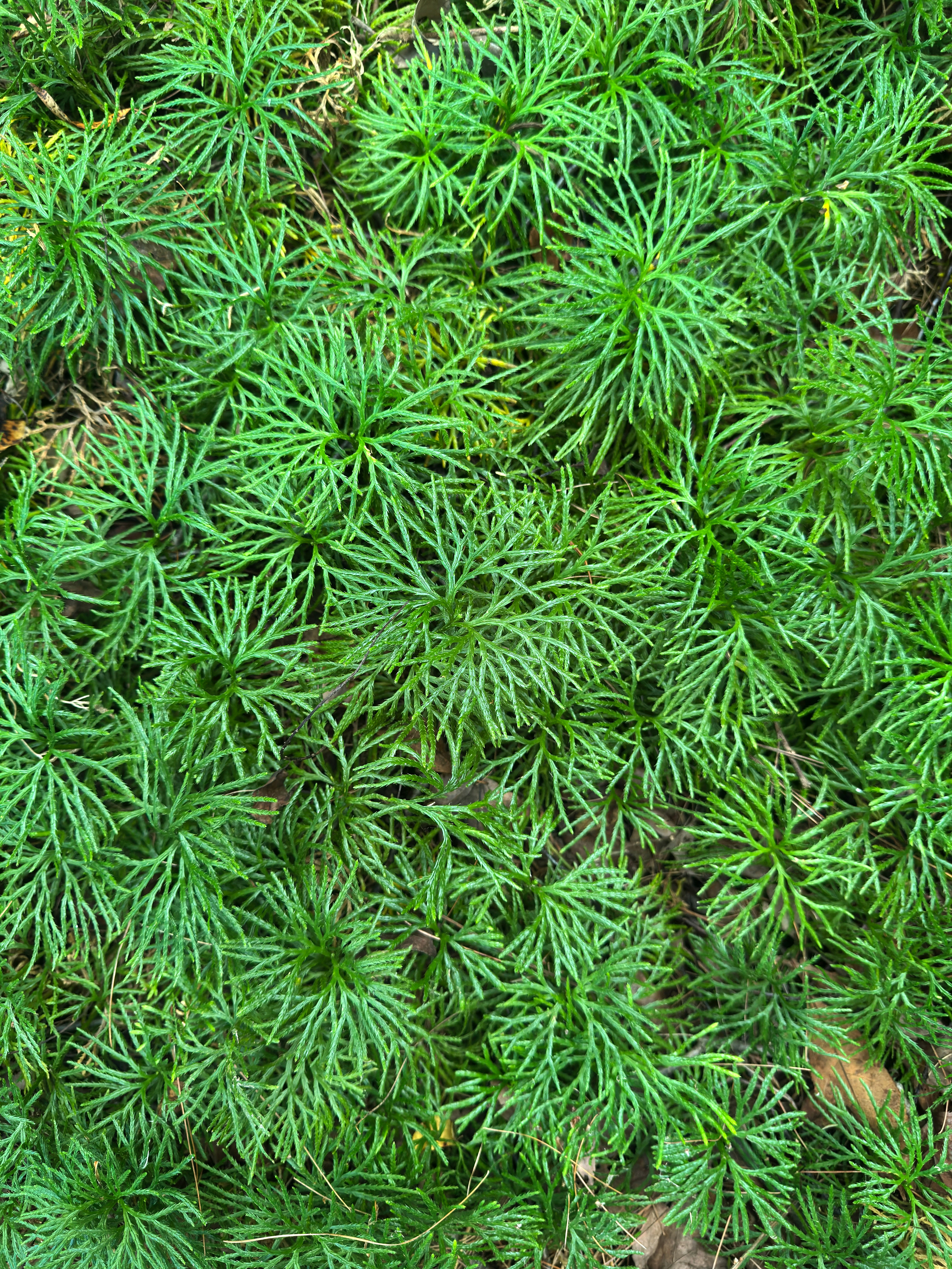 Club Moss Covering The Ground