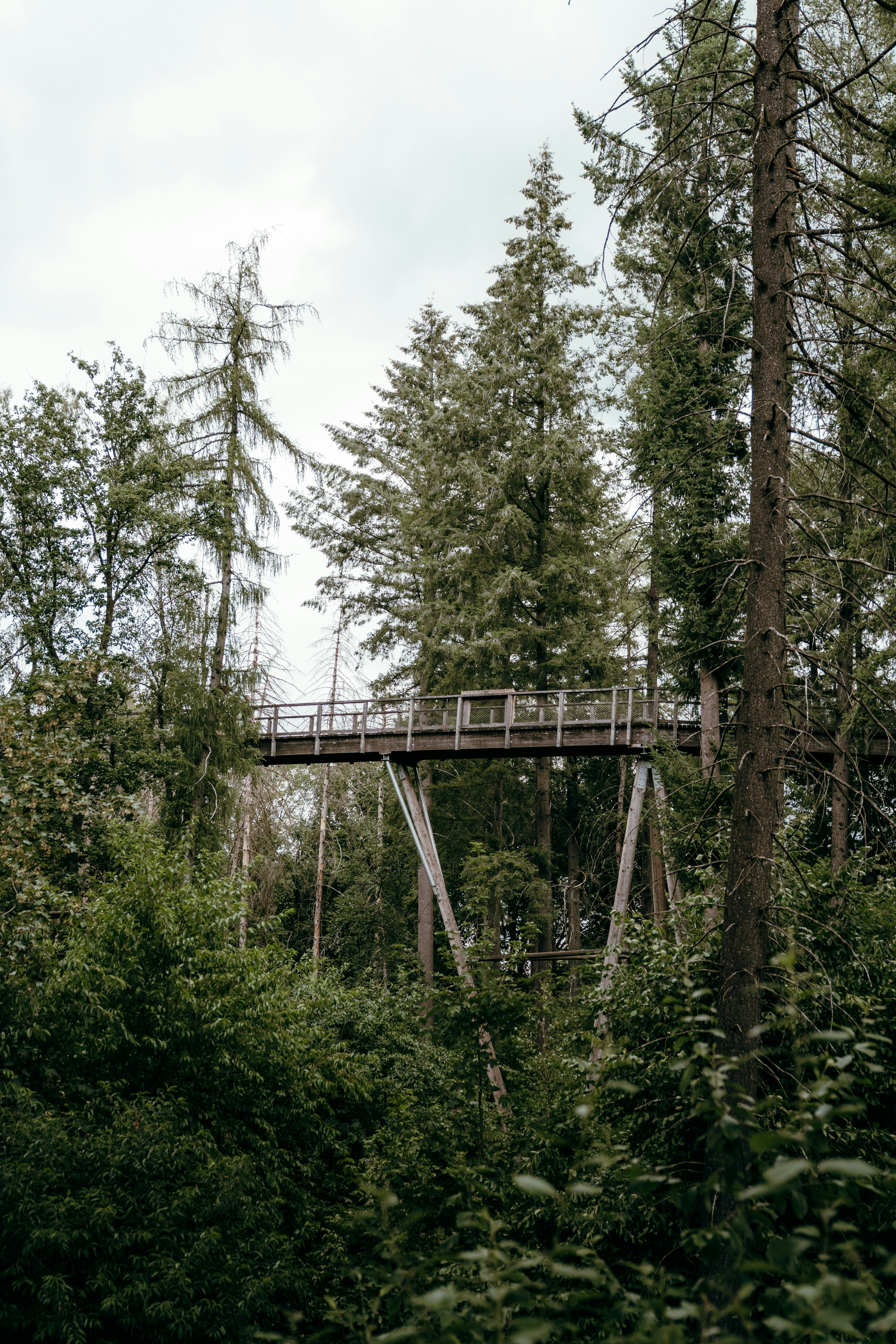A wooden canopy walkway elevated among tall evergreen trees in a dense forest